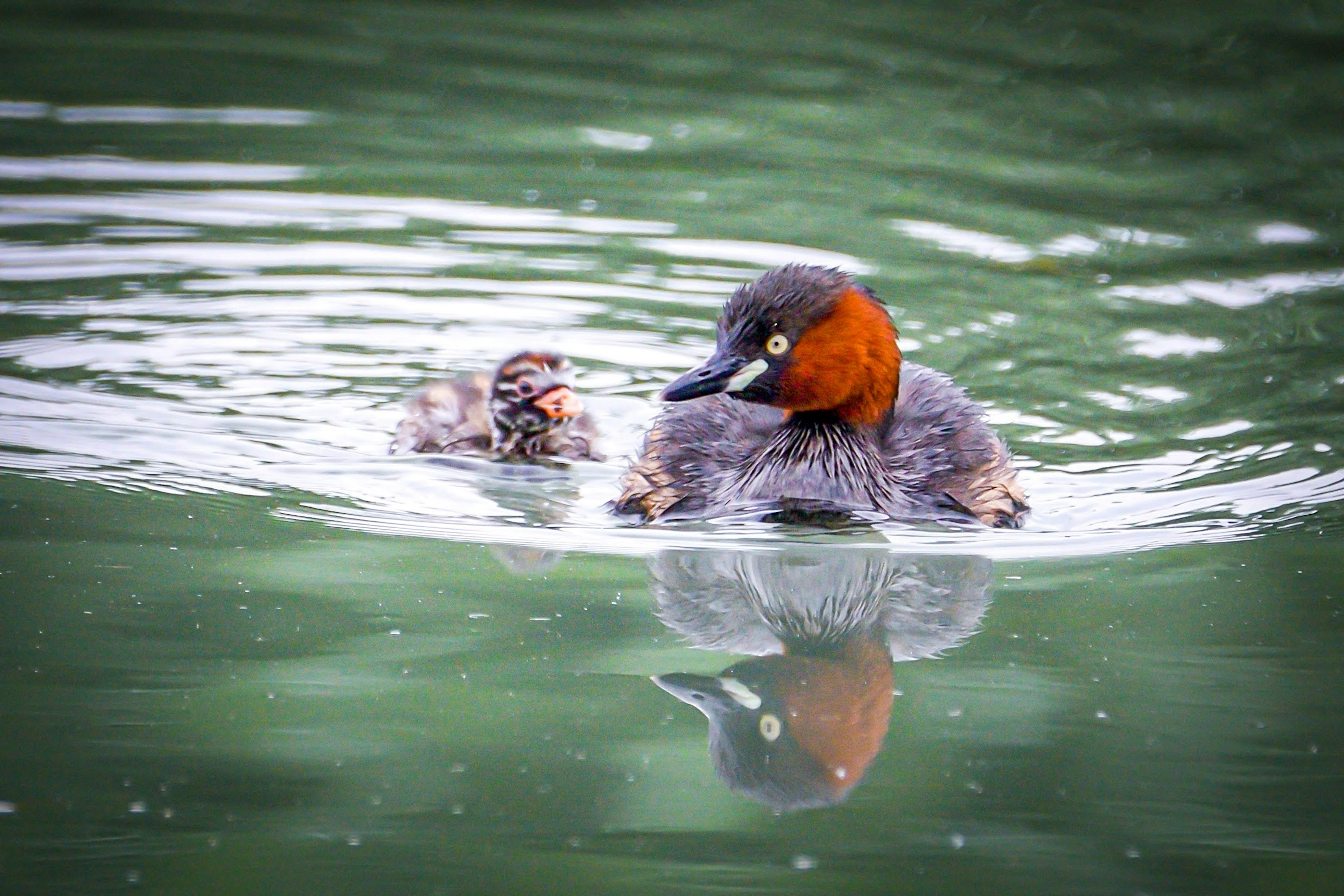 Foto grebe dan anaknya yang berenang di permukaan air dengan bulu oranye si induk dan penampilan anaknya