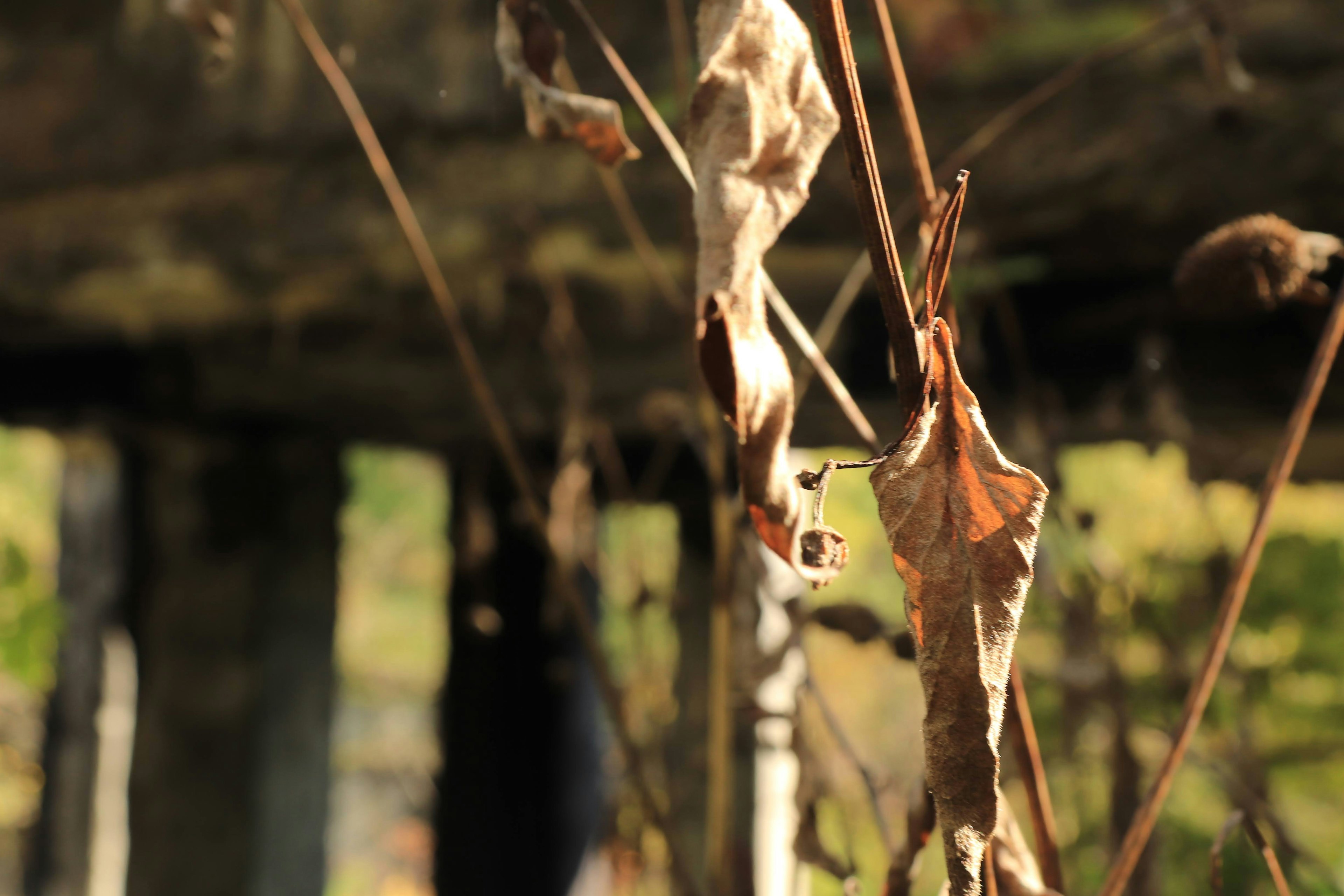 Feuilles sèches suspendues avec un arrière-plan flou d'une structure en décomposition