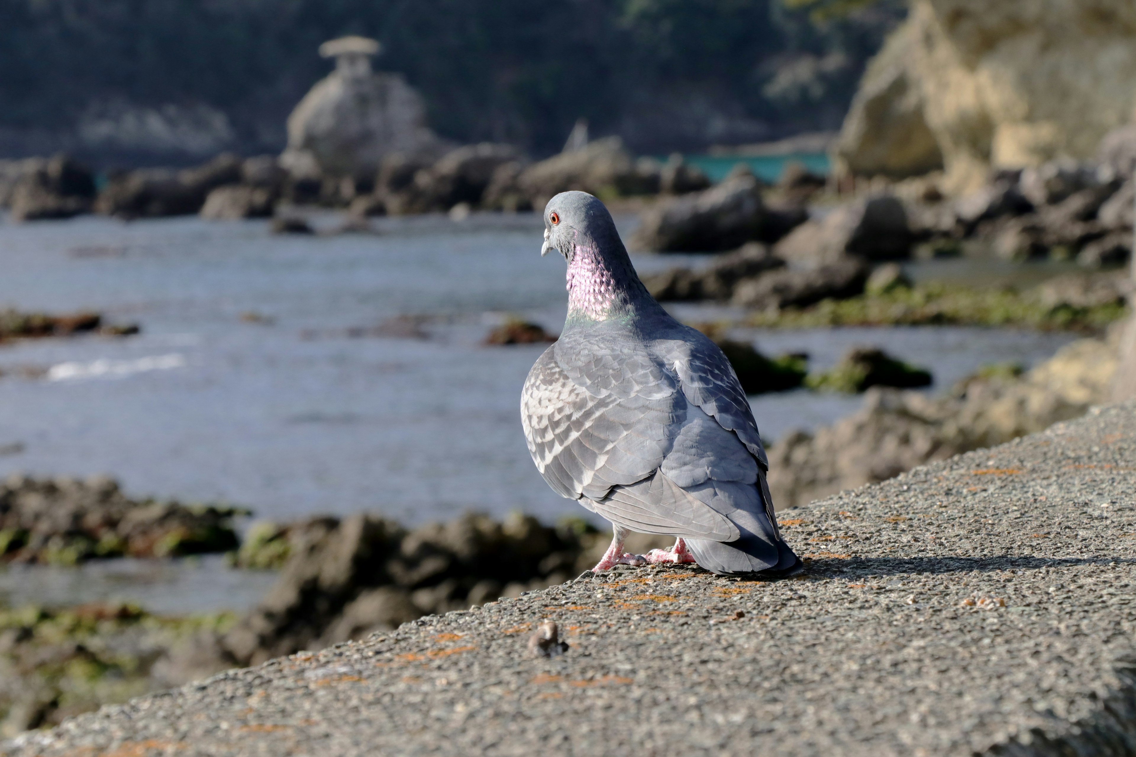 A pigeon standing on a coastal path facing away from the water