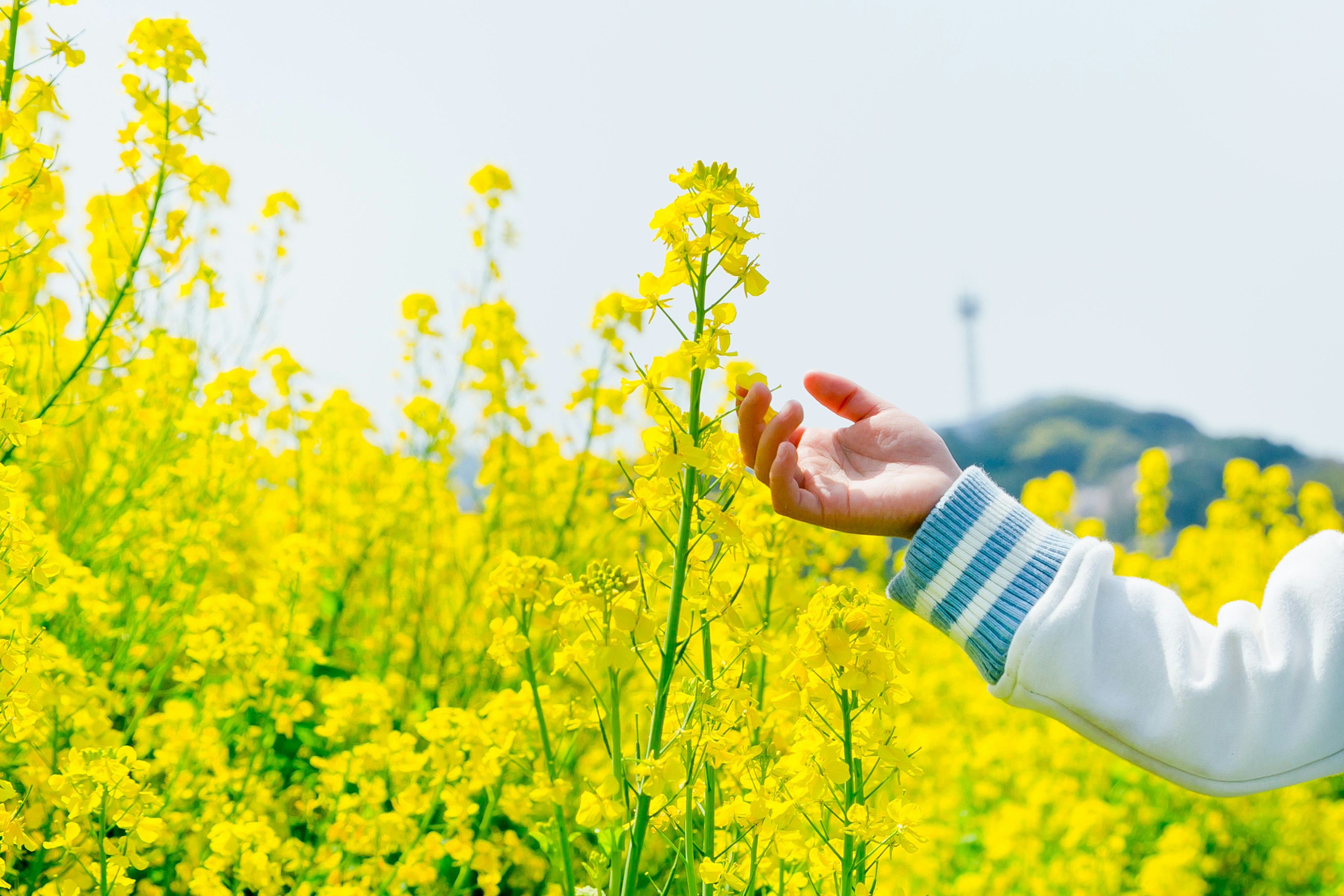 Una mujer alcanzando un campo de flores amarillas