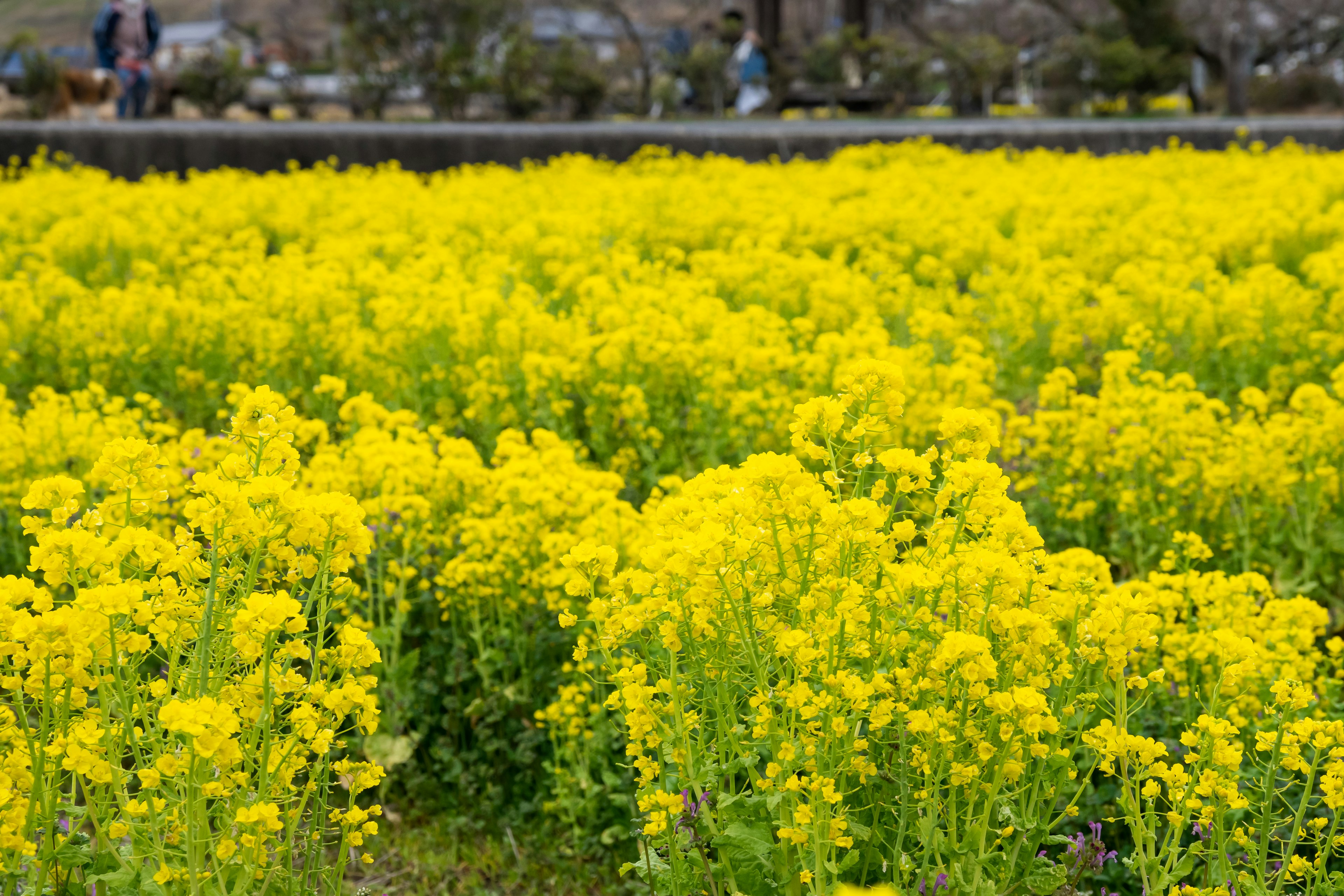 Champs de fleurs de colza jaunes en pleine floraison avec des gens en arrière-plan