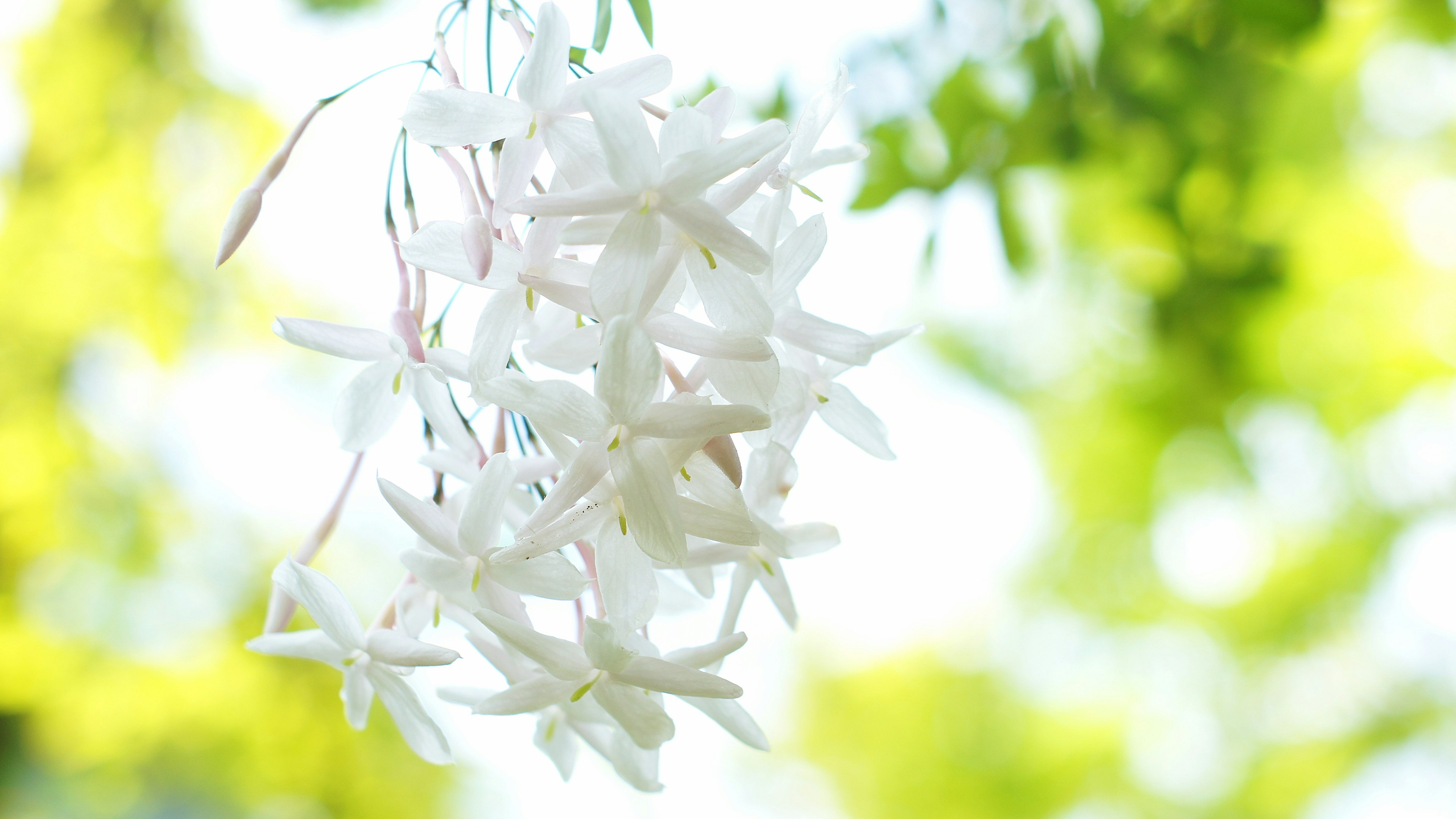 Gruppo di fiori di gelsomino bianchi appesi su uno sfondo verde sfocato