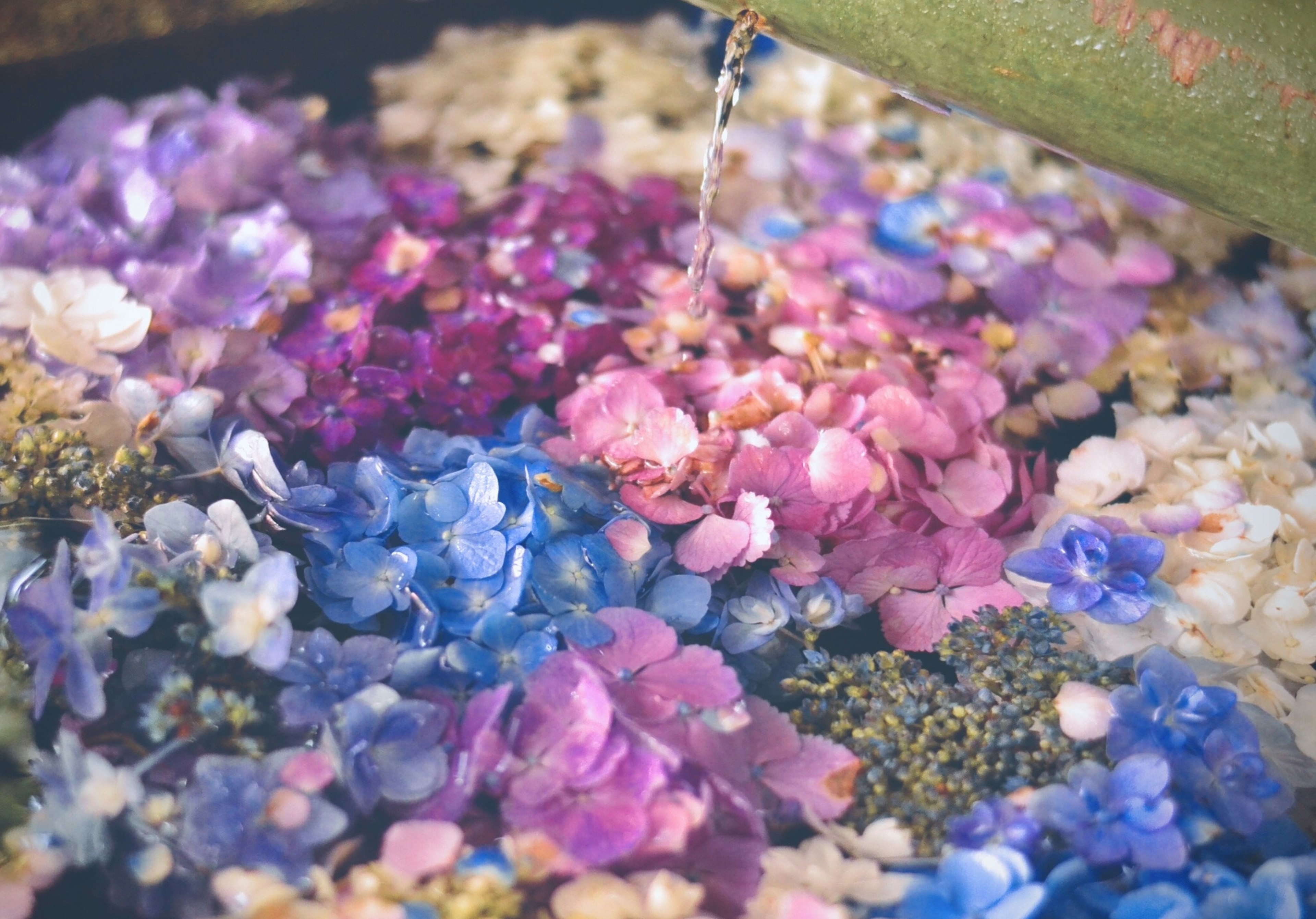 Colorful flower petals with water being poured over them