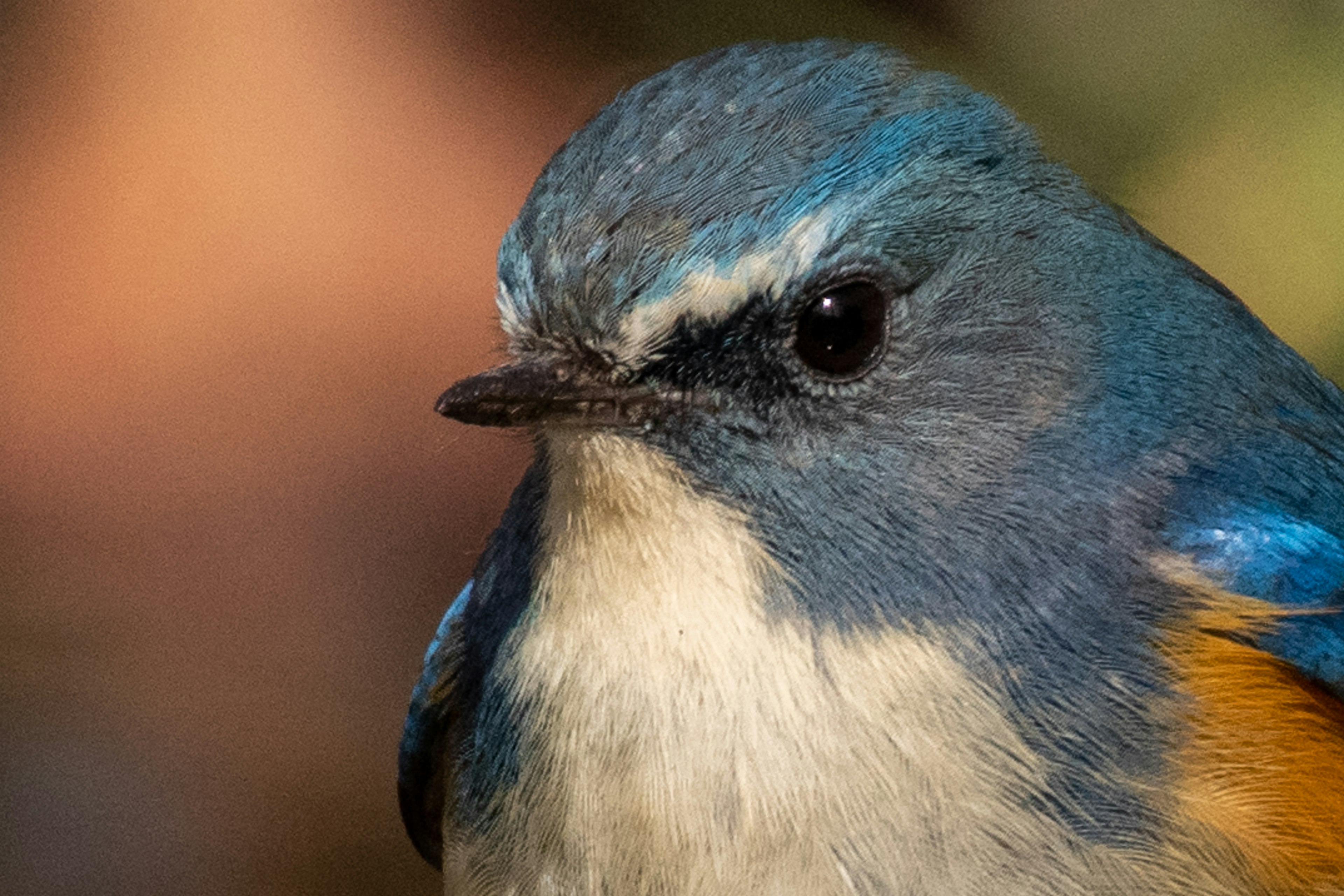 Foto en primer plano de un pequeño pájaro con plumas azules vibrantes