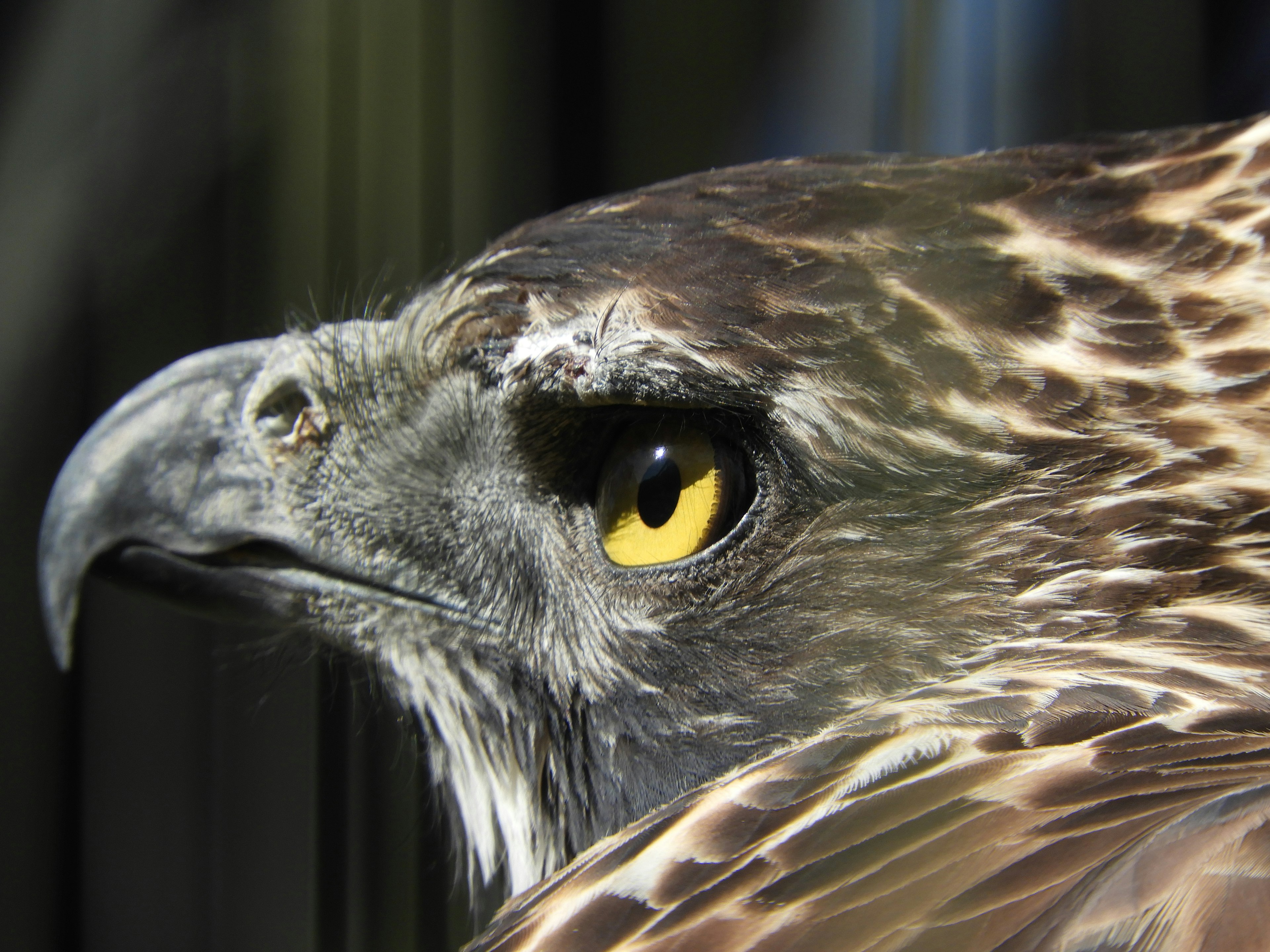 Perfil de un halcón con ojos agudos y plumas distintivas