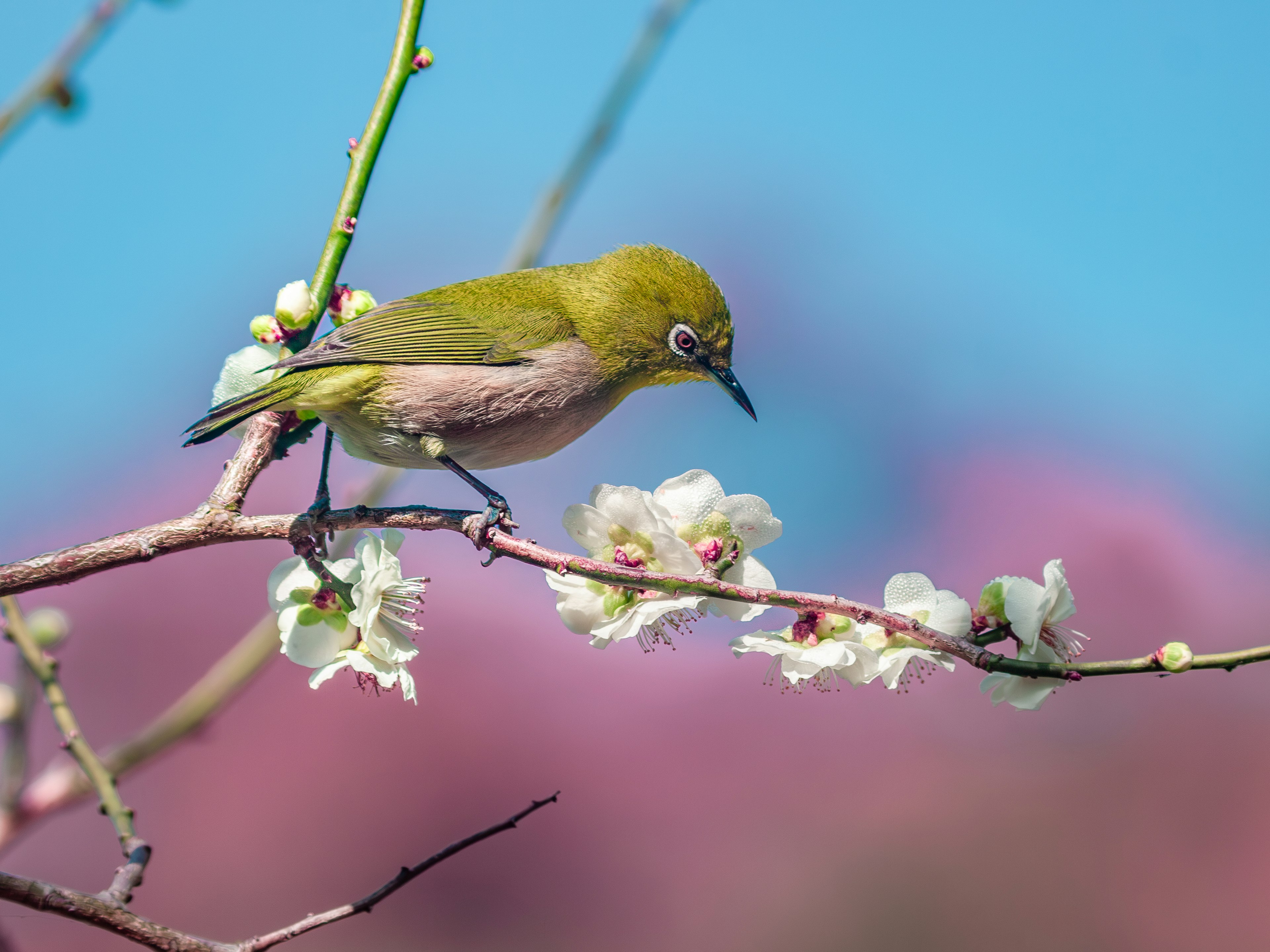 小さな緑色の鳥が花の枝に止まっている