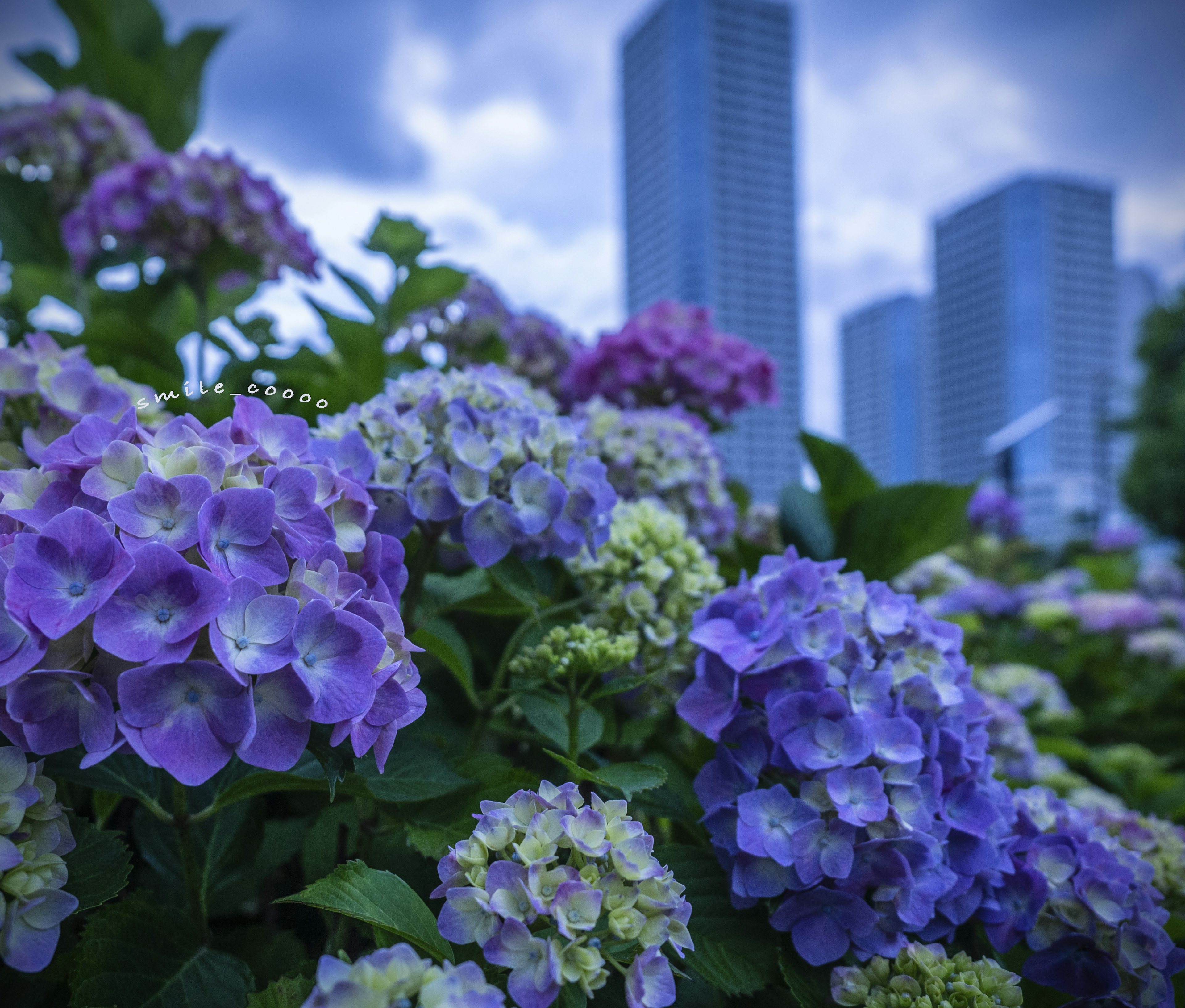 Hortensias en tonos púrpuras y verdes en primer plano con rascacielos de fondo