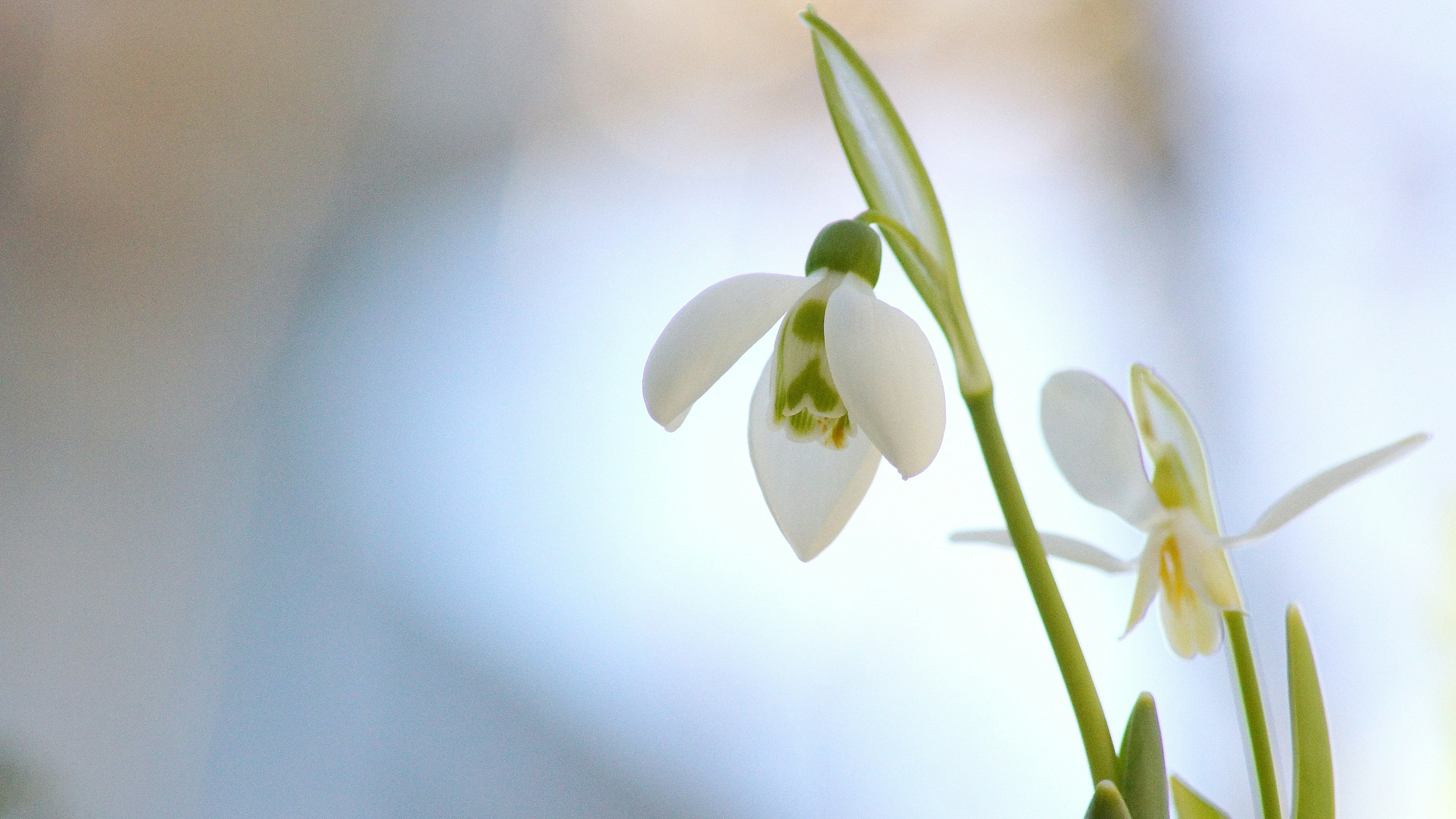 雪の下の花の白い花びらと緑の茎