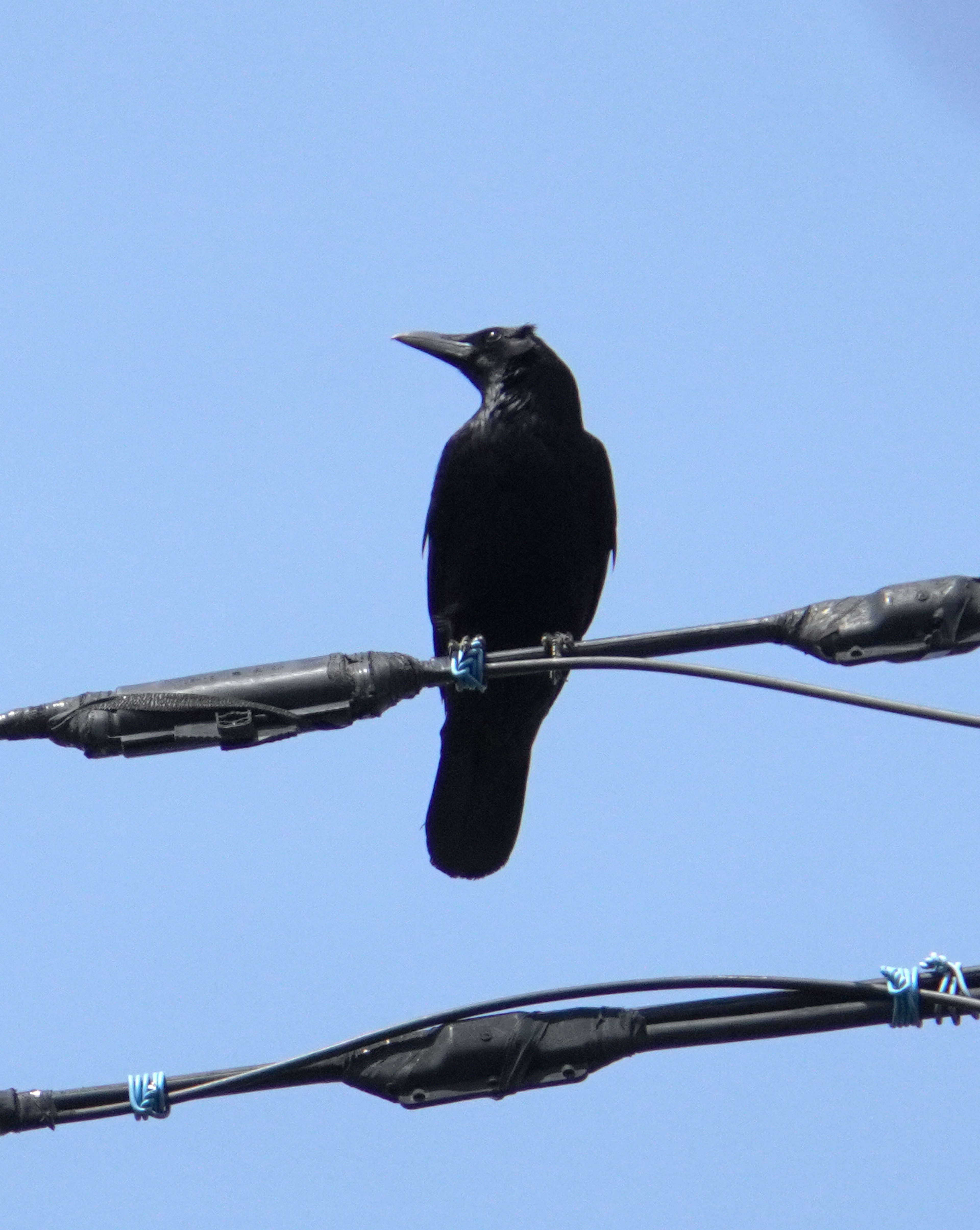 Seekor burung hitam bertengger di atas kabel listrik dengan latar belakang langit biru