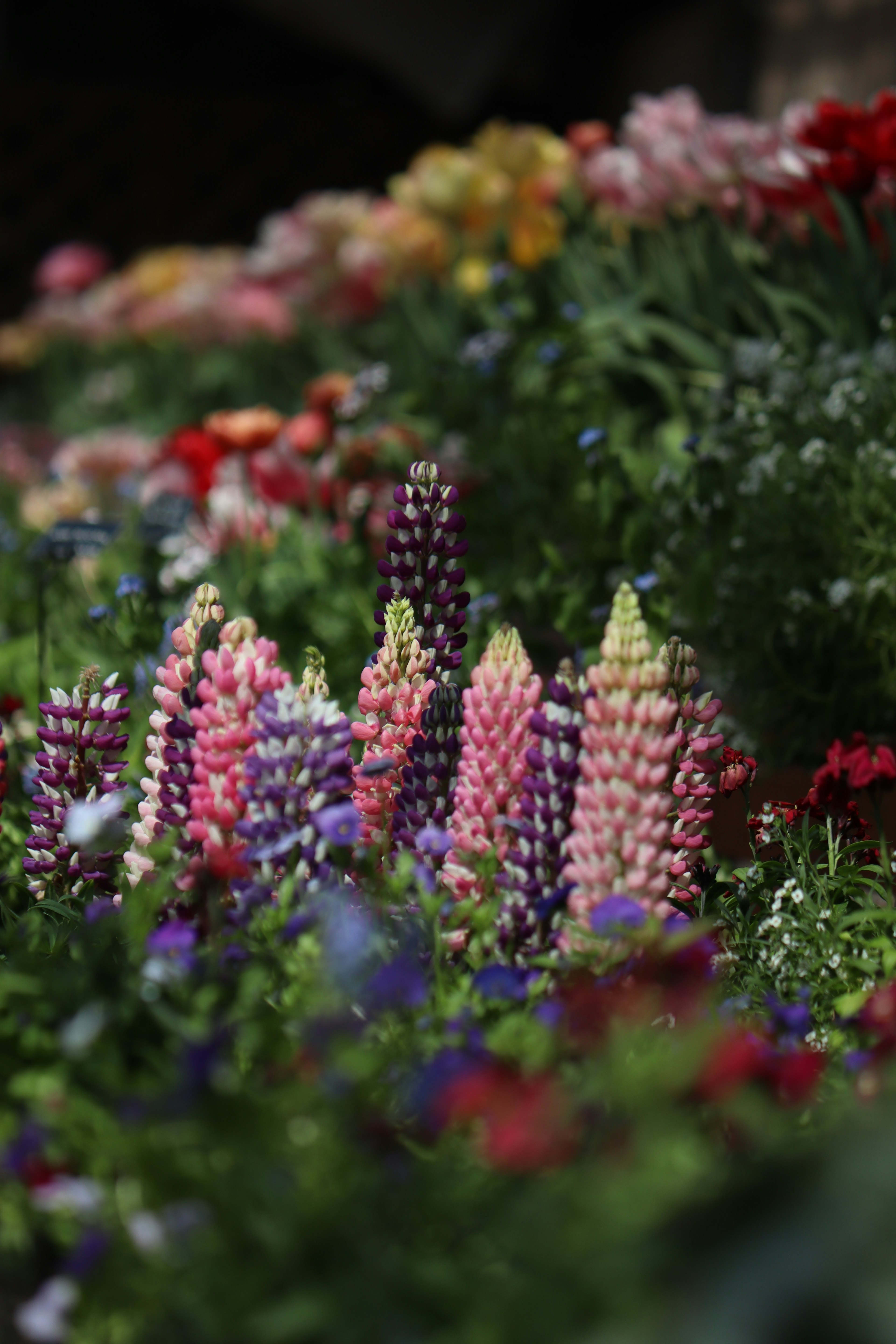 Cluster of purple lupines among a colorful flower garden