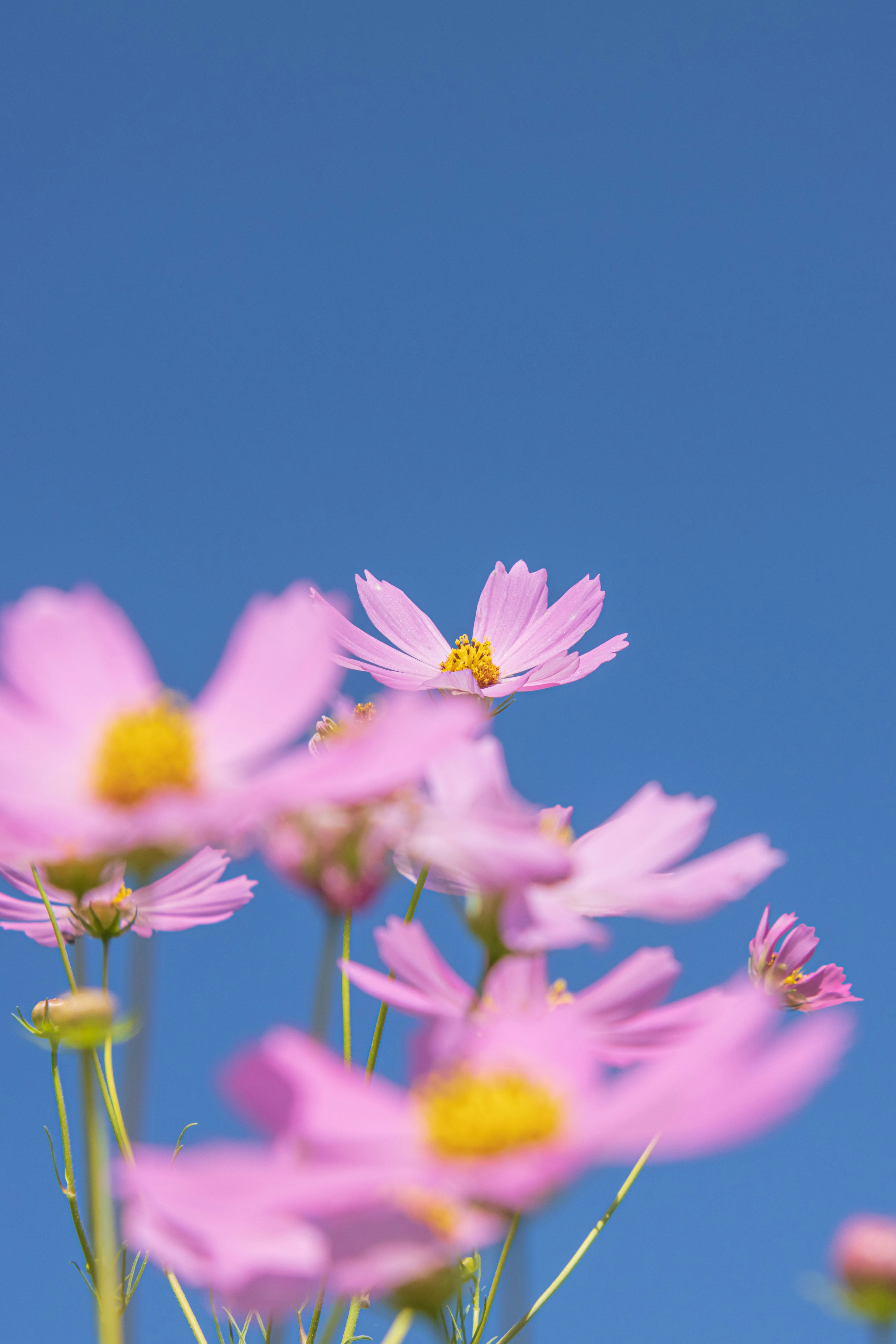 Gros plan de fleurs roses sur fond de ciel bleu