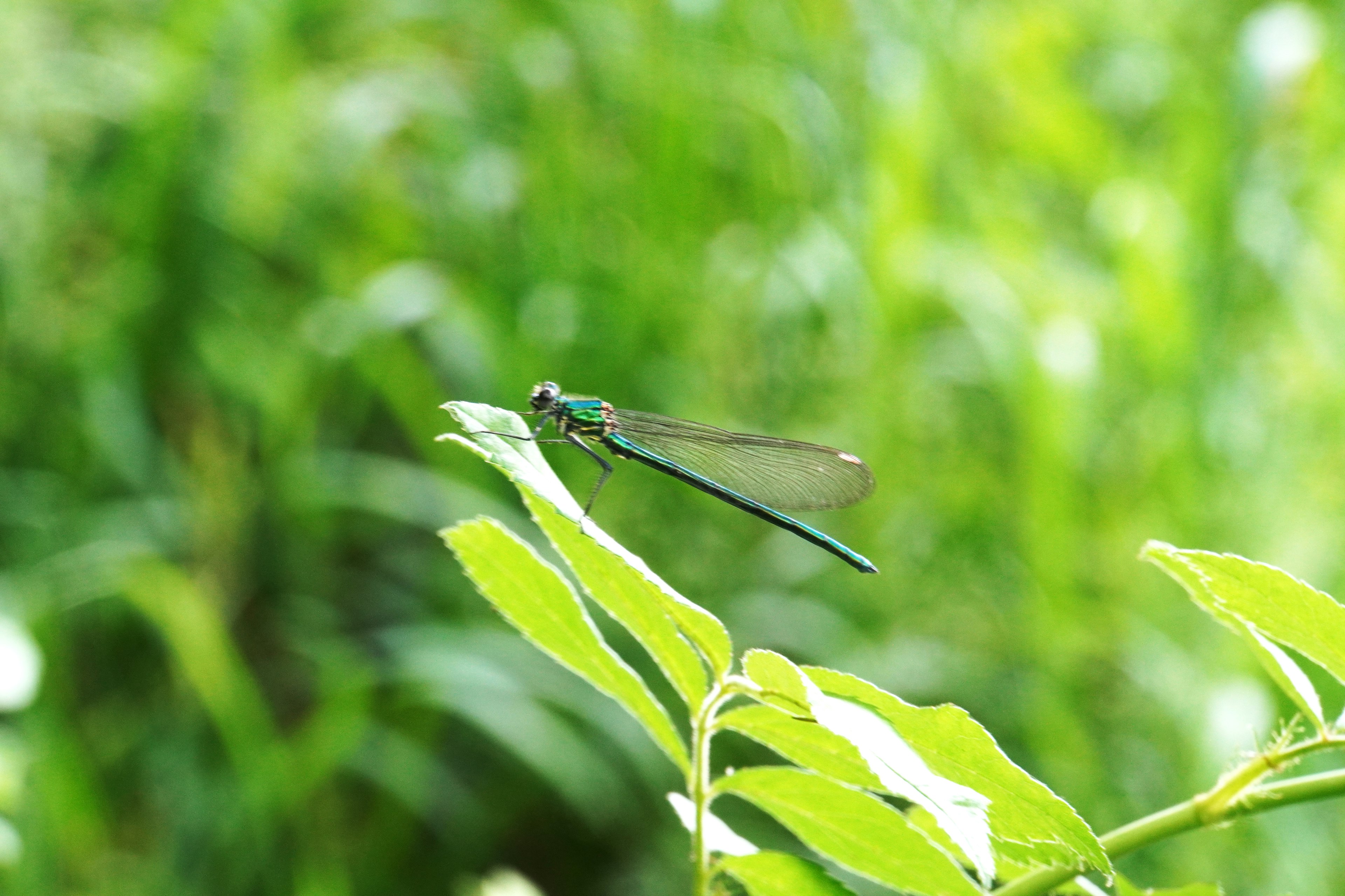 A blue dragonfly perched on green leaves