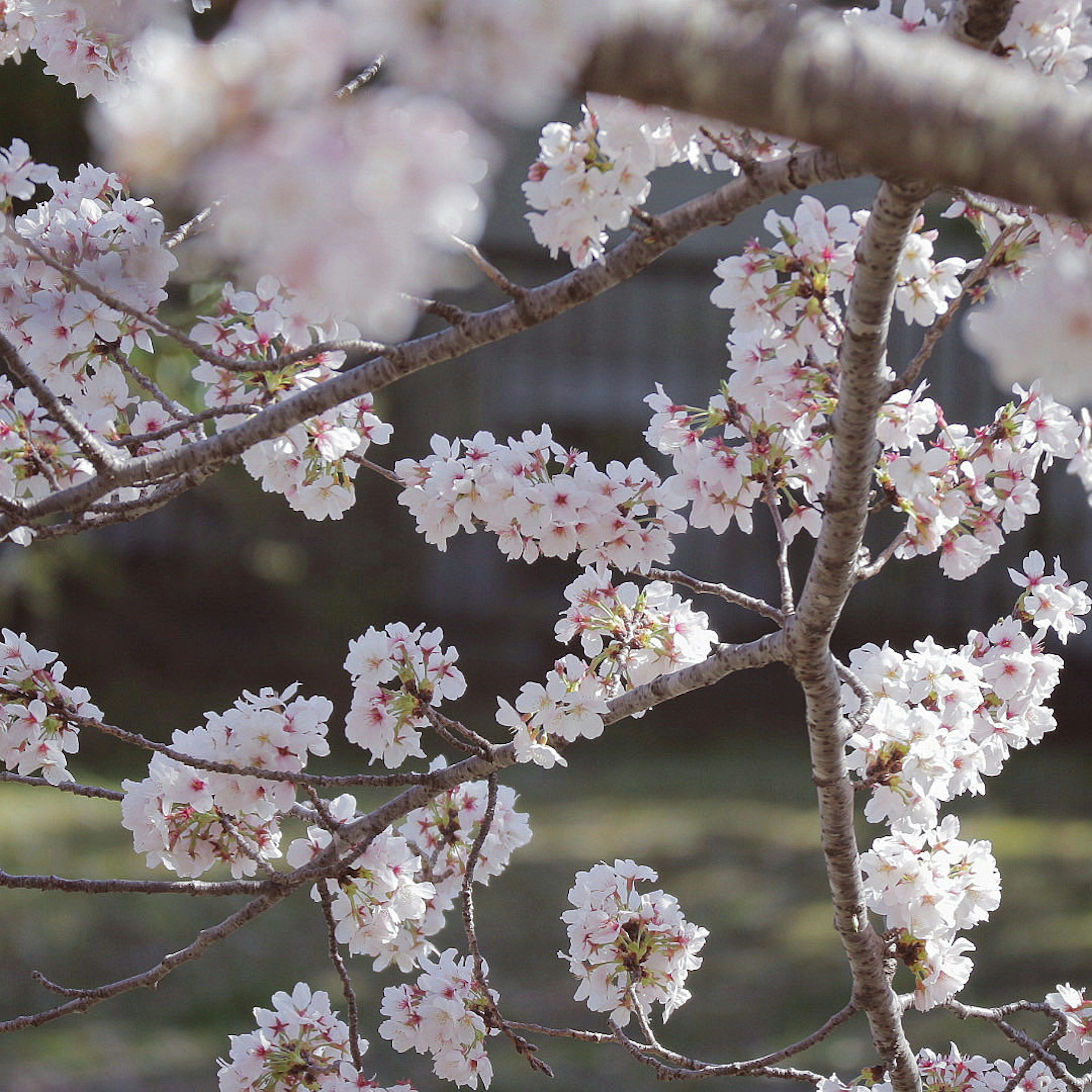 Nahaufnahme von Kirschblütenzweigen in voller Blüte