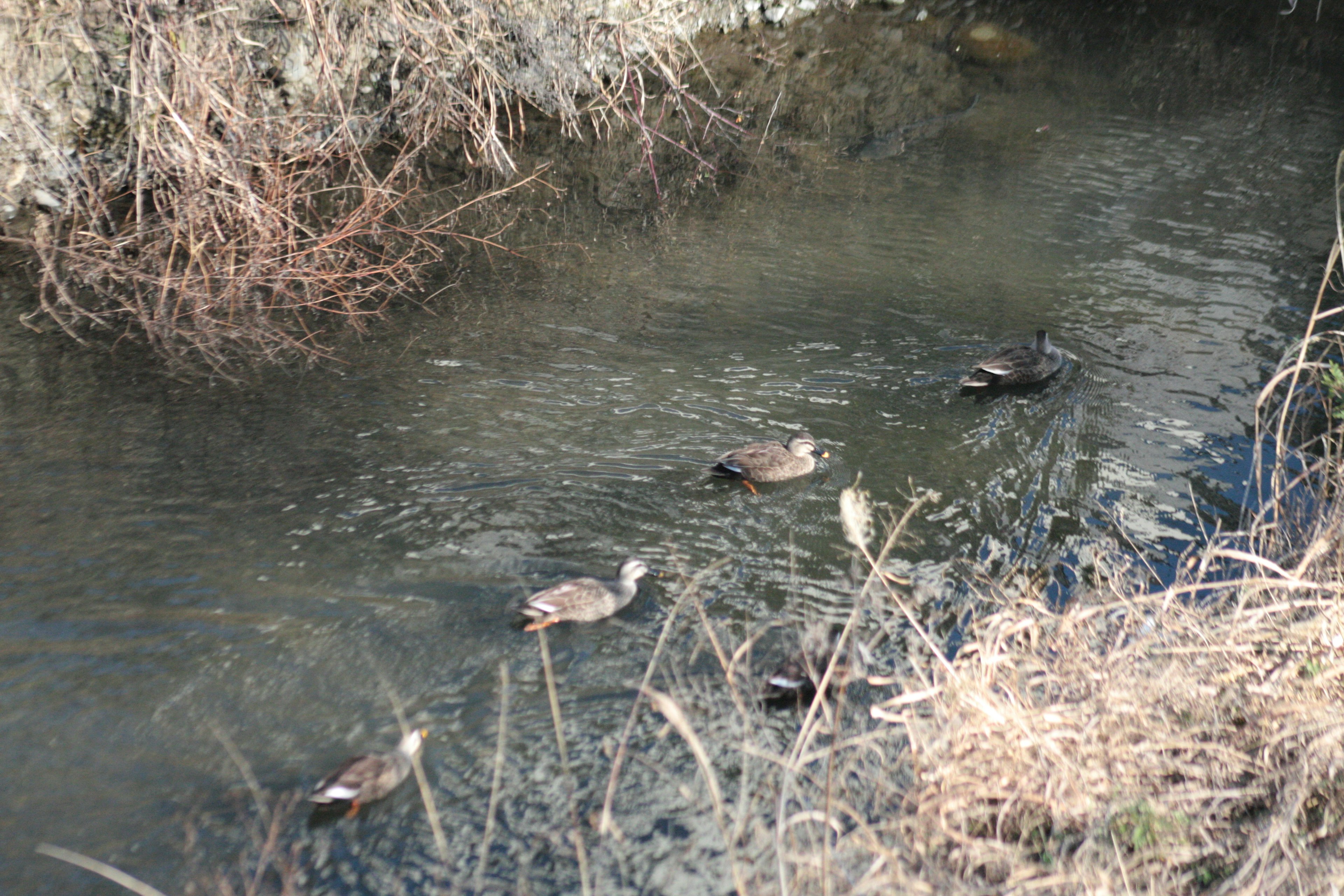 A group of ducks swimming in a stream with dry grass nearby