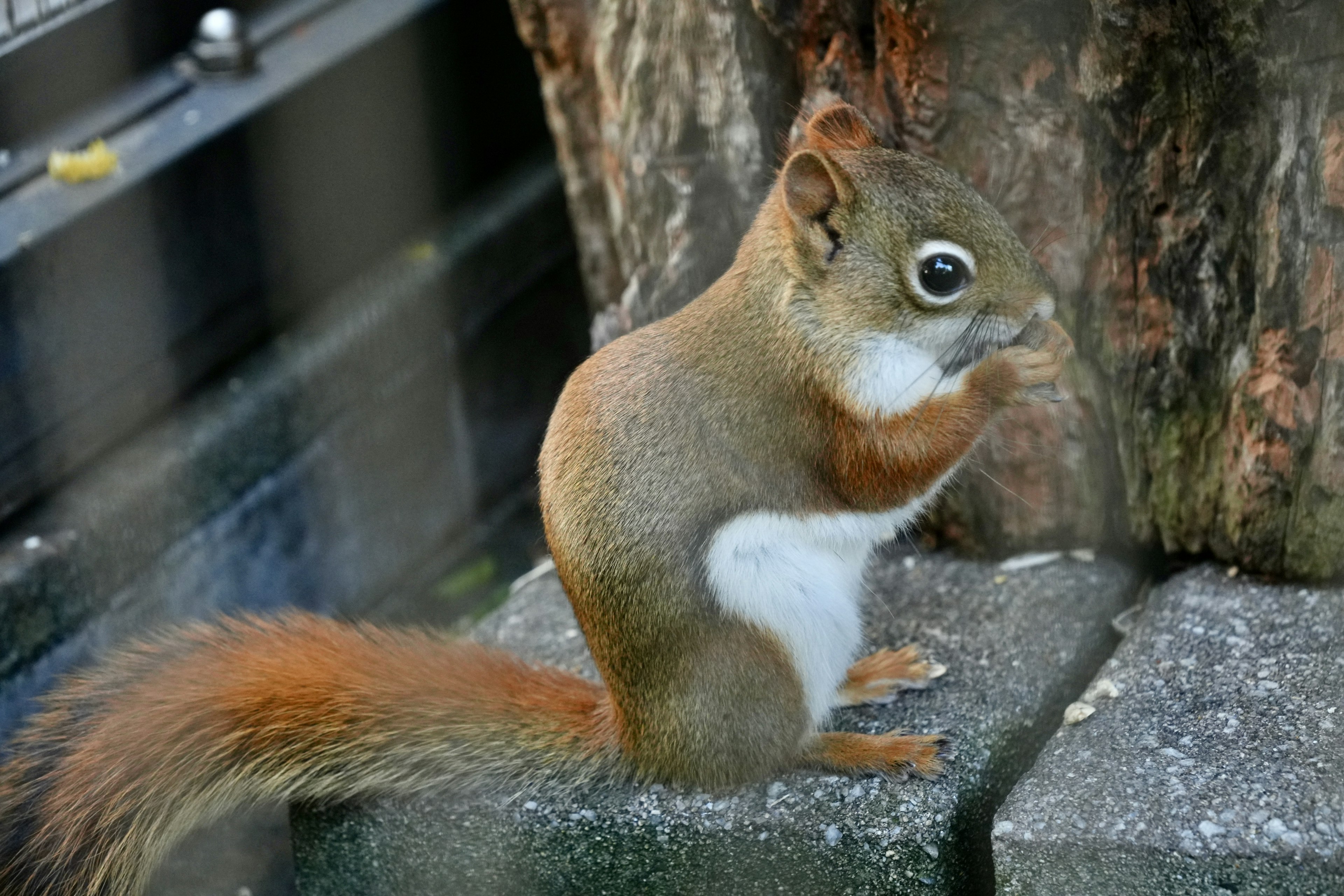 Una ardilla de pie junto a un árbol con una base de piedra al fondo