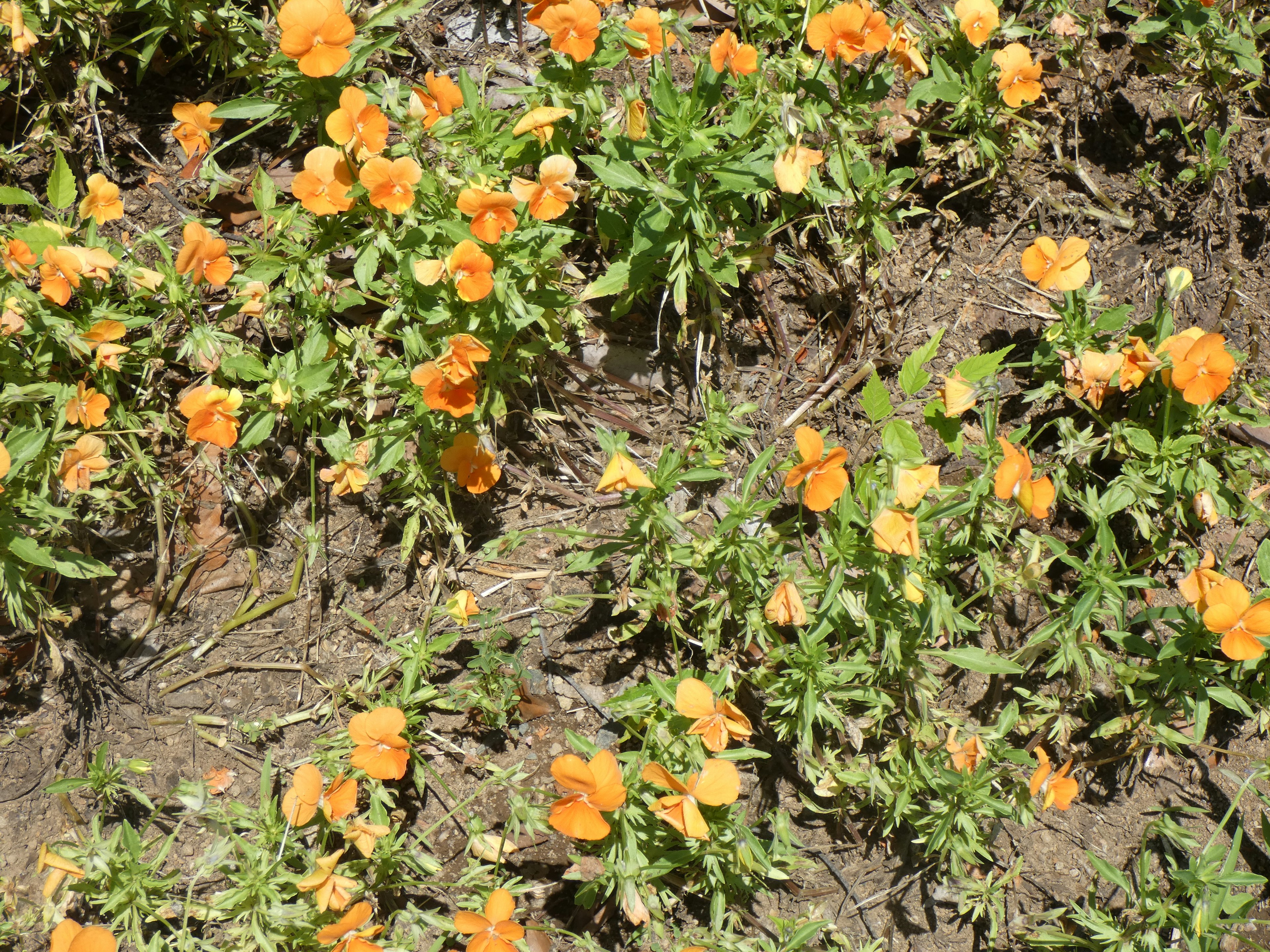 オレンジ色の花が咲いた緑豊かな地面