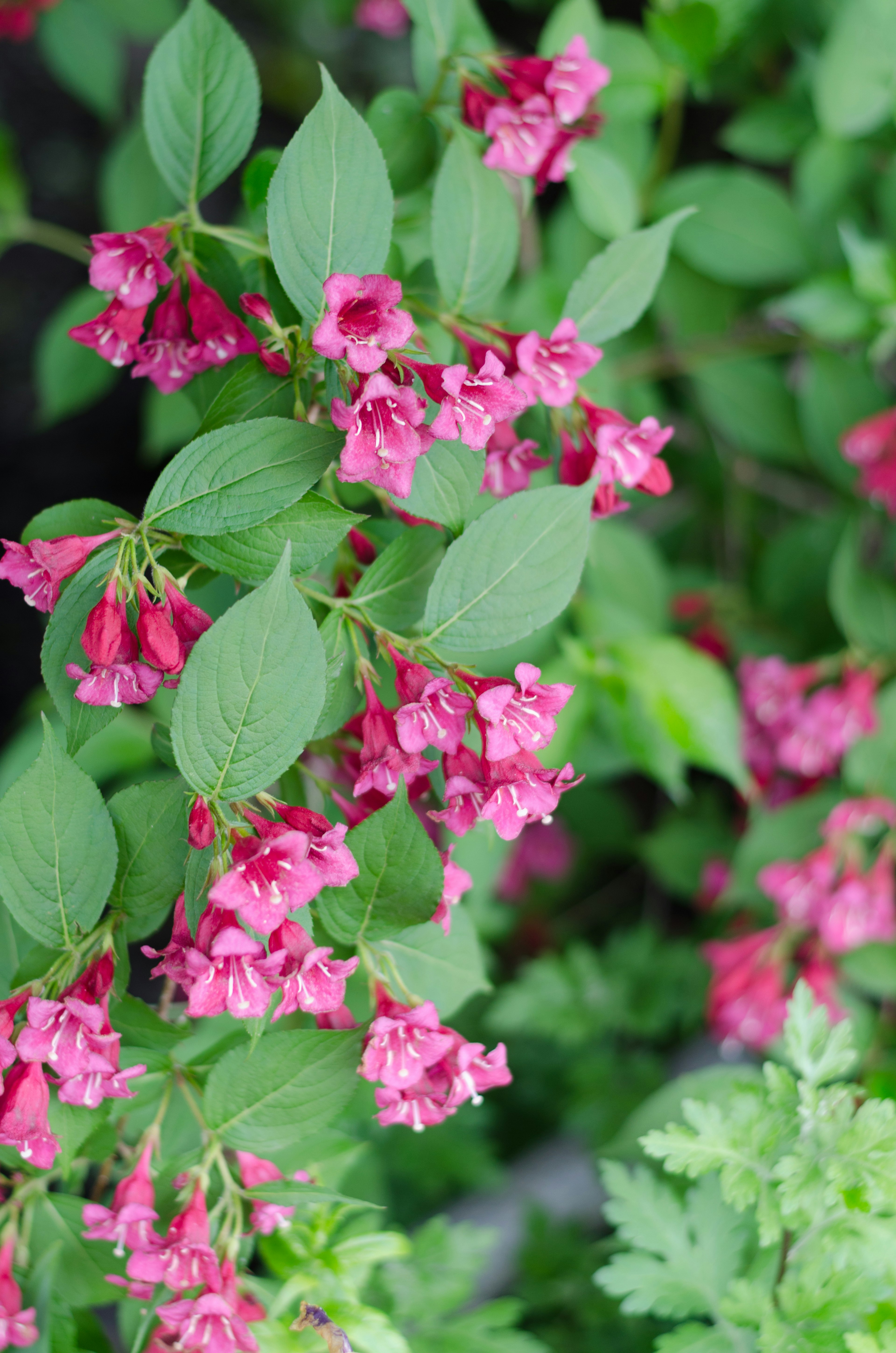 Nahaufnahme einer Pflanze mit lebhaften rosa Blüten und grünen Blättern