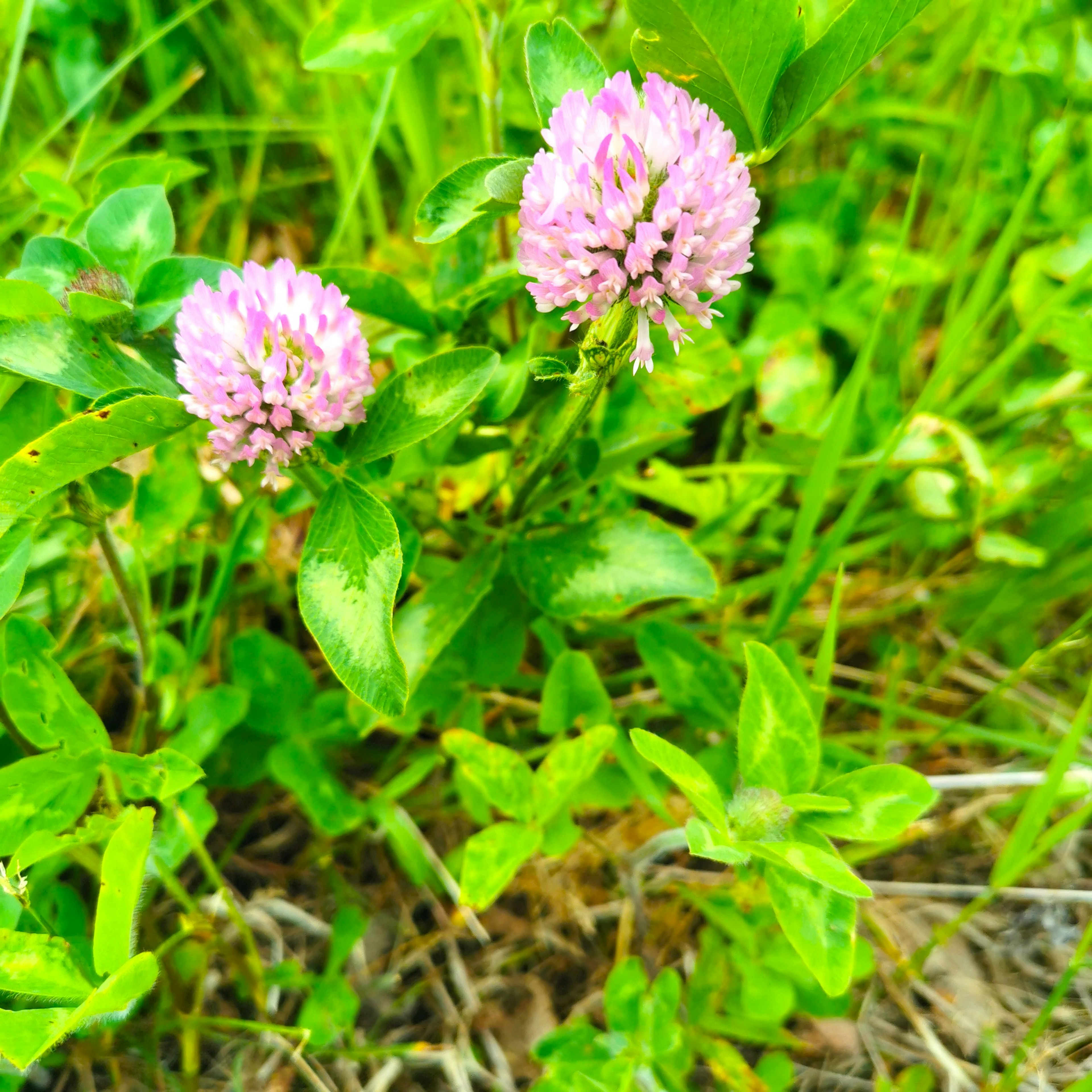 Piccole fiori rosa circondati da erba verde