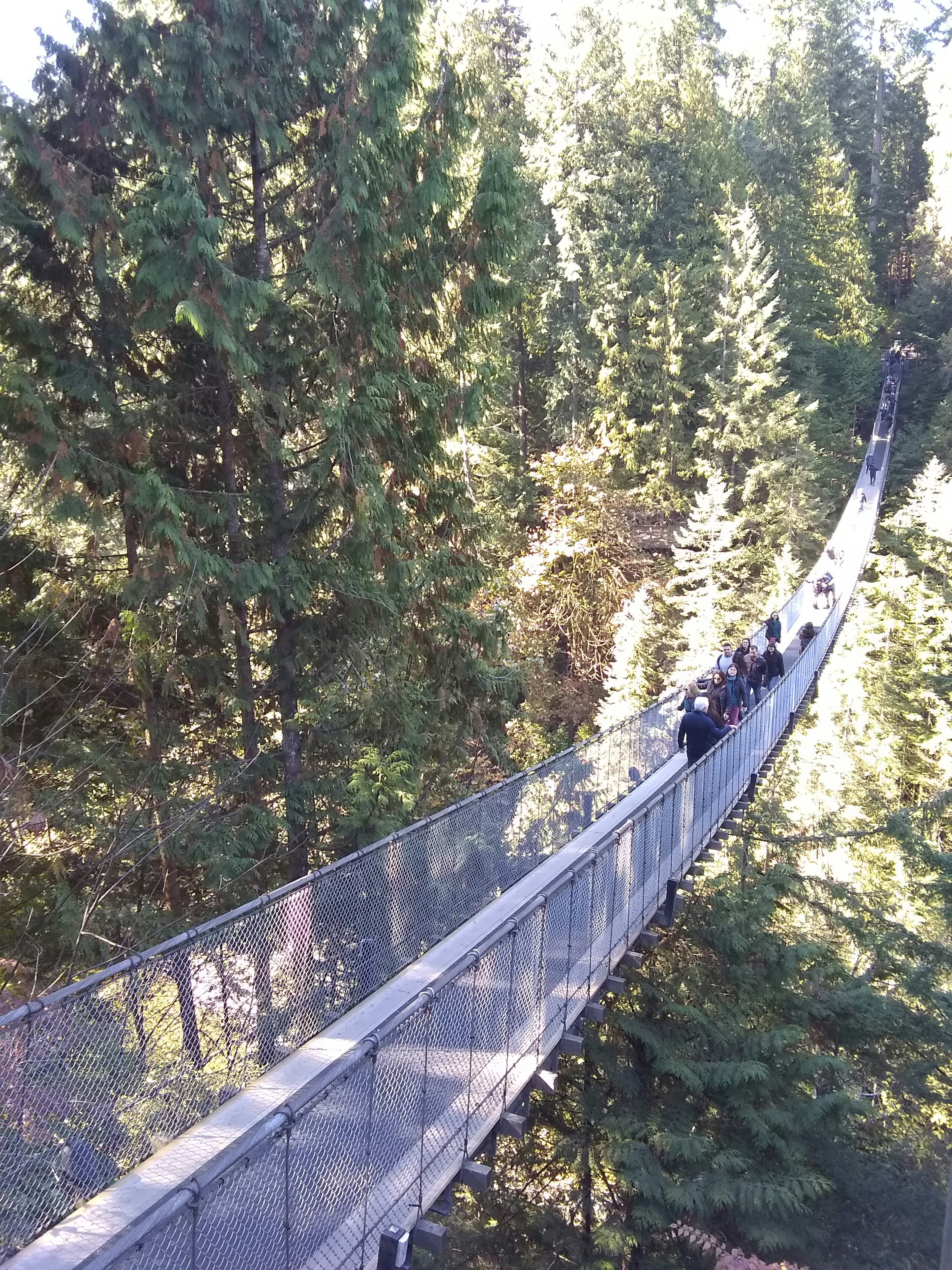 Suspension bridge winding through trees with pedestrians