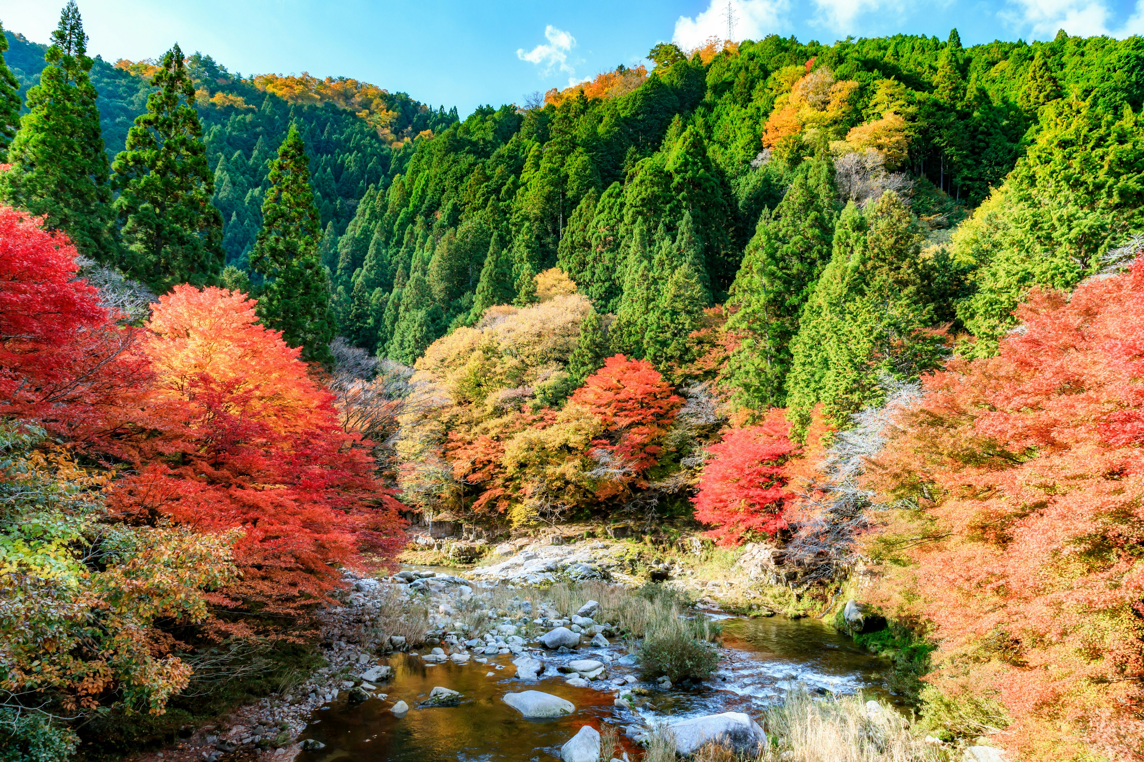 美麗的秋季風景 綠色樹木和沿河鮮豔的紅色和橙色樹葉