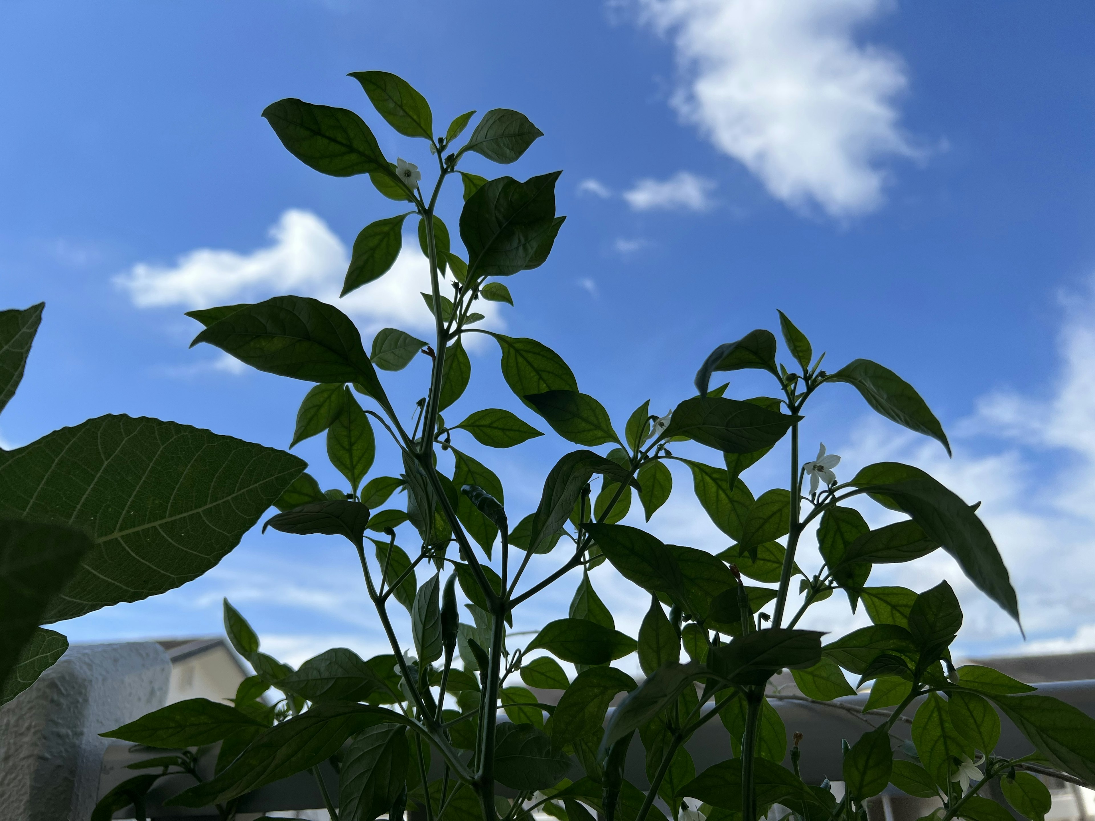 Green leaves of a plant silhouetted against a blue sky