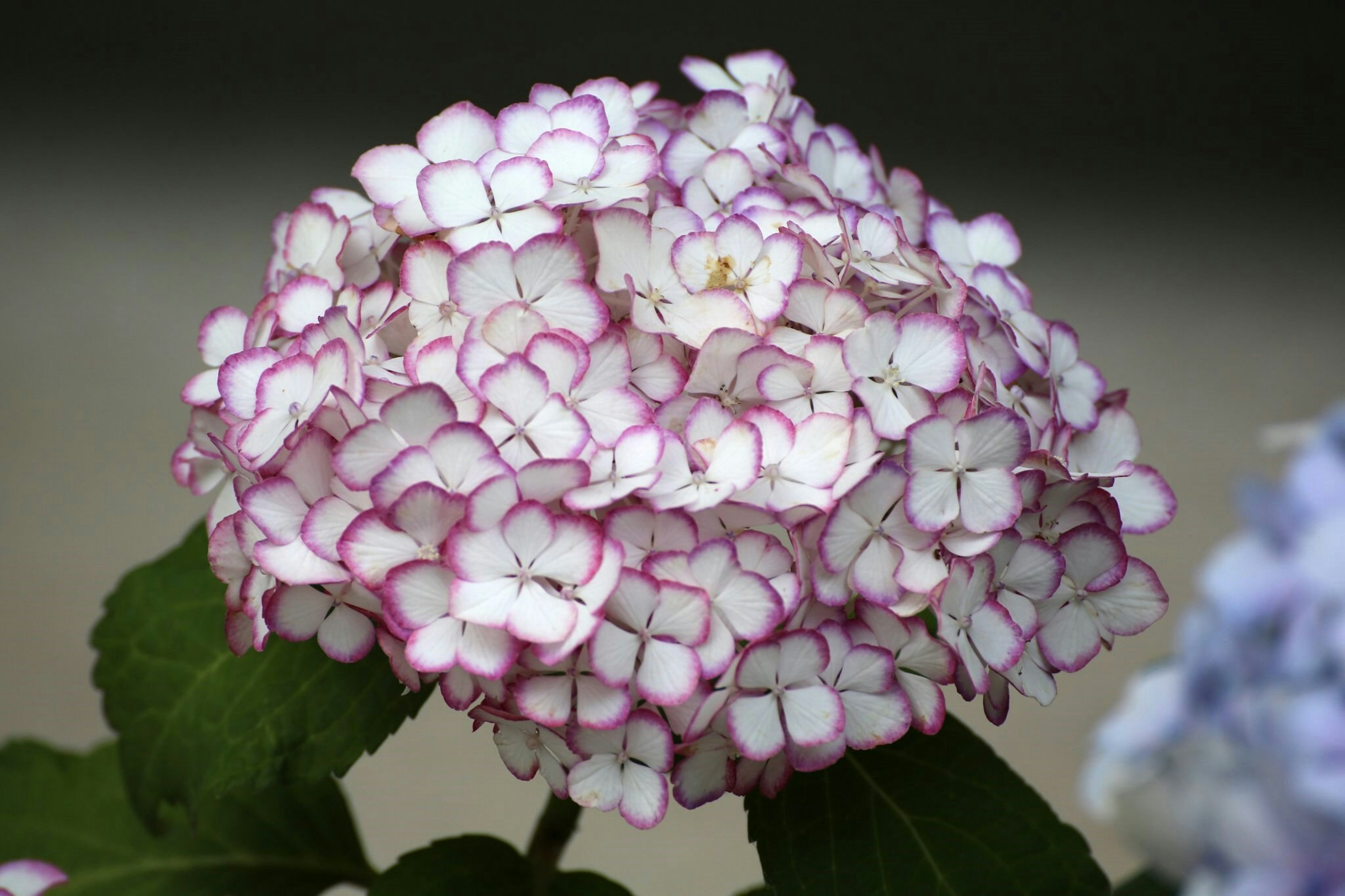 Primo piano di un fiore di ortensia con petali bianchi e rosa