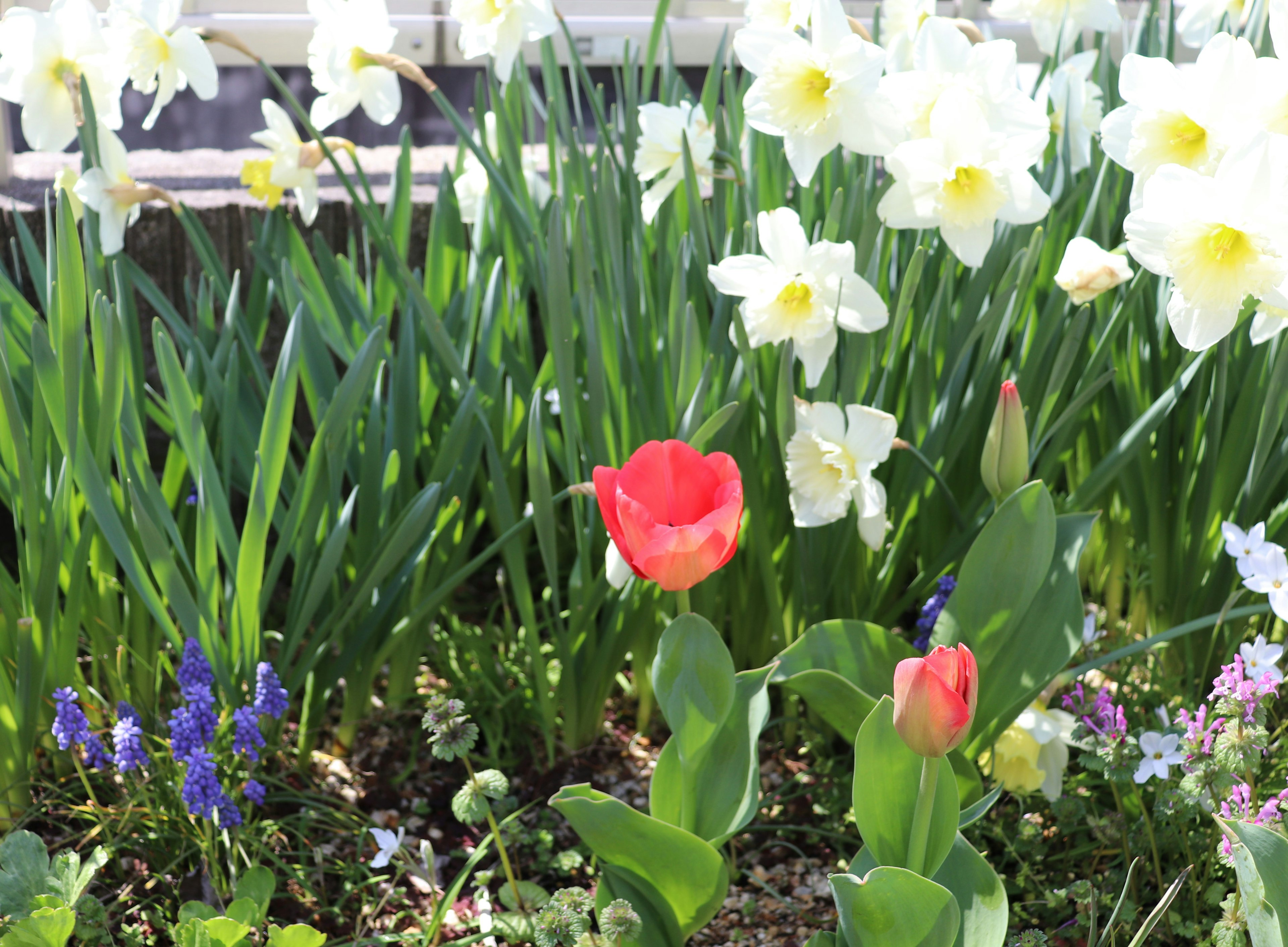 Parterre de fleurs avec des tulipes rouges et des jonquilles blanches