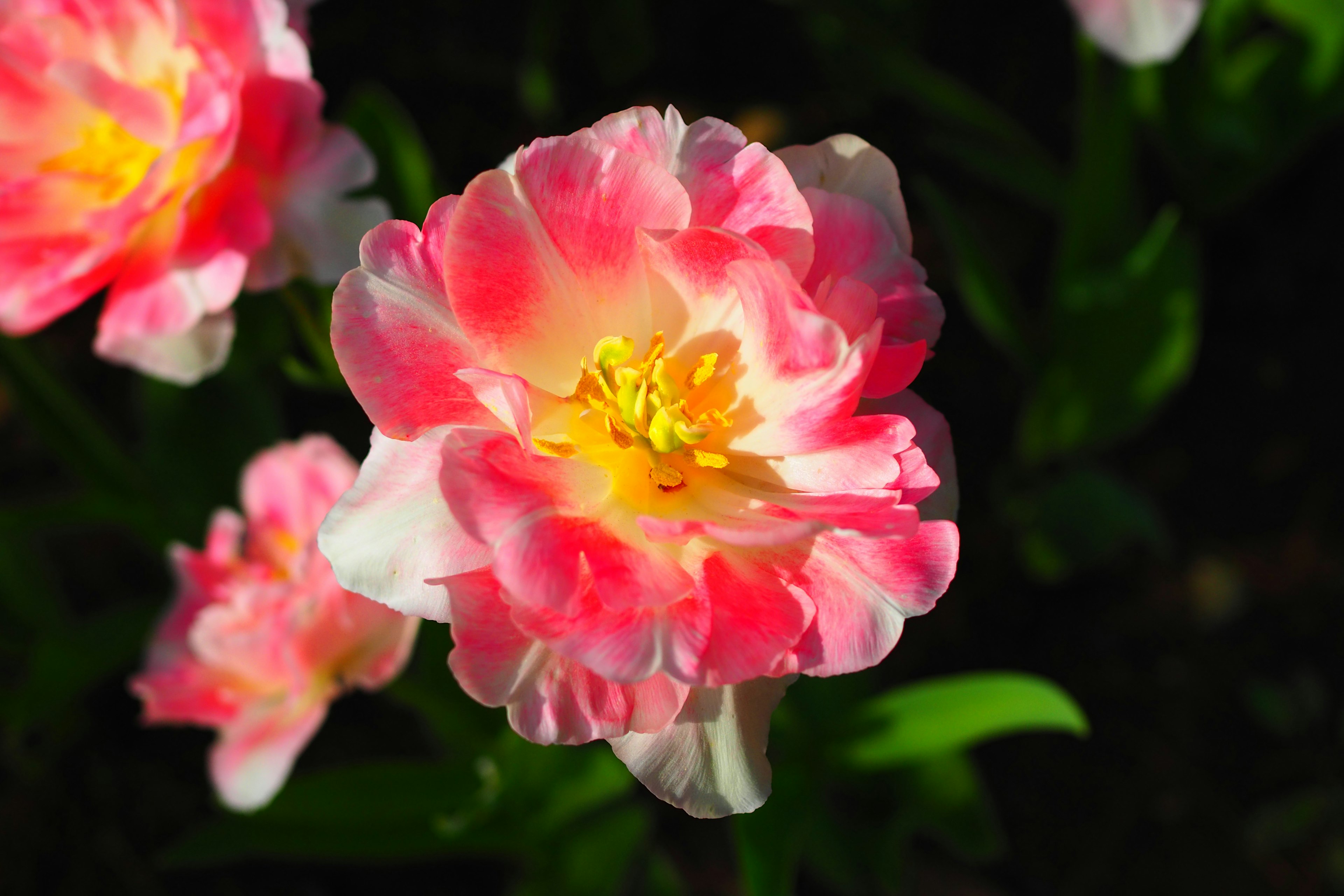 Fleur de tulipe rose et blanche vibrante en pleine floraison