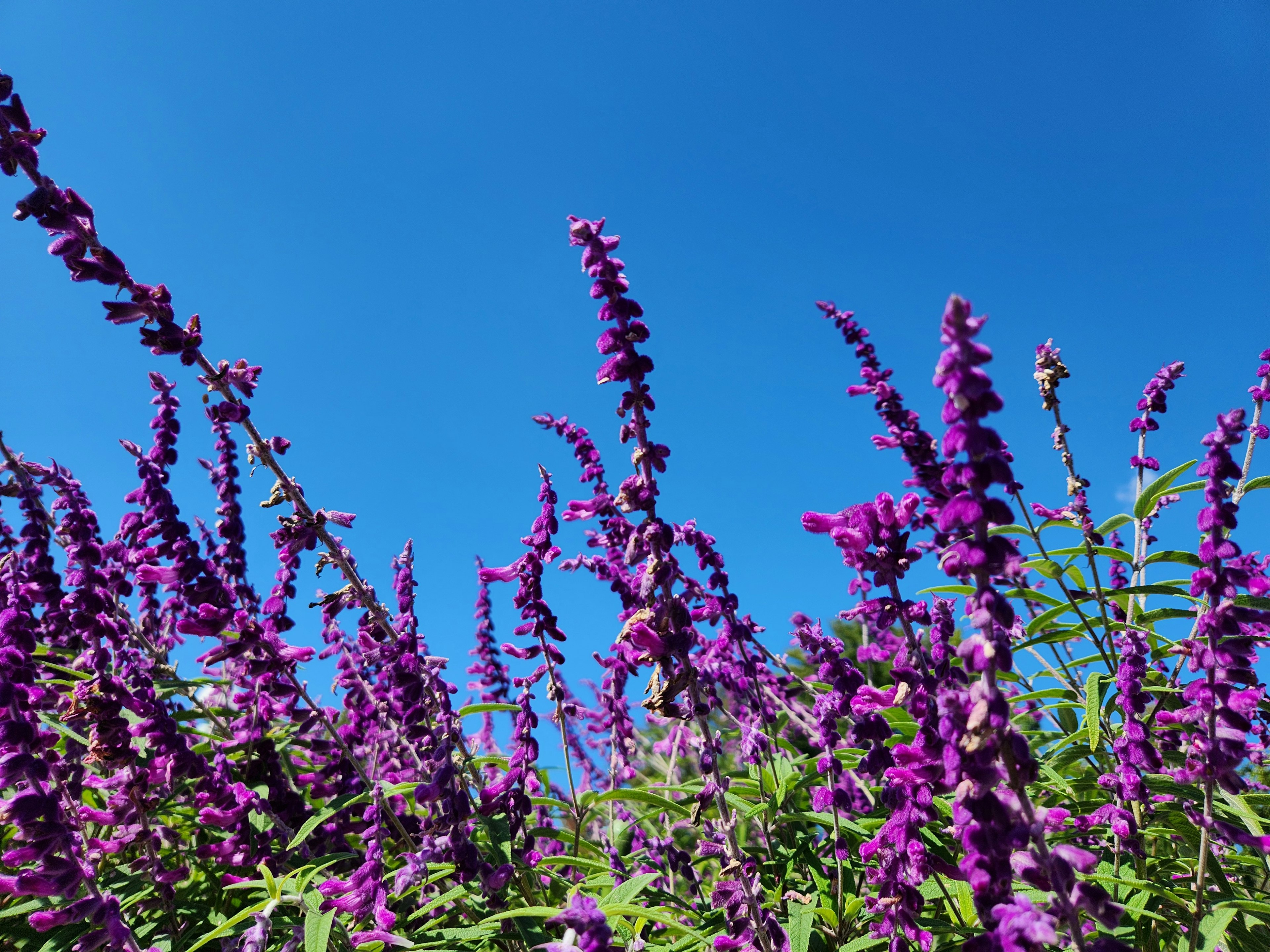 青空の下に咲く紫色の花々が生い茂る風景