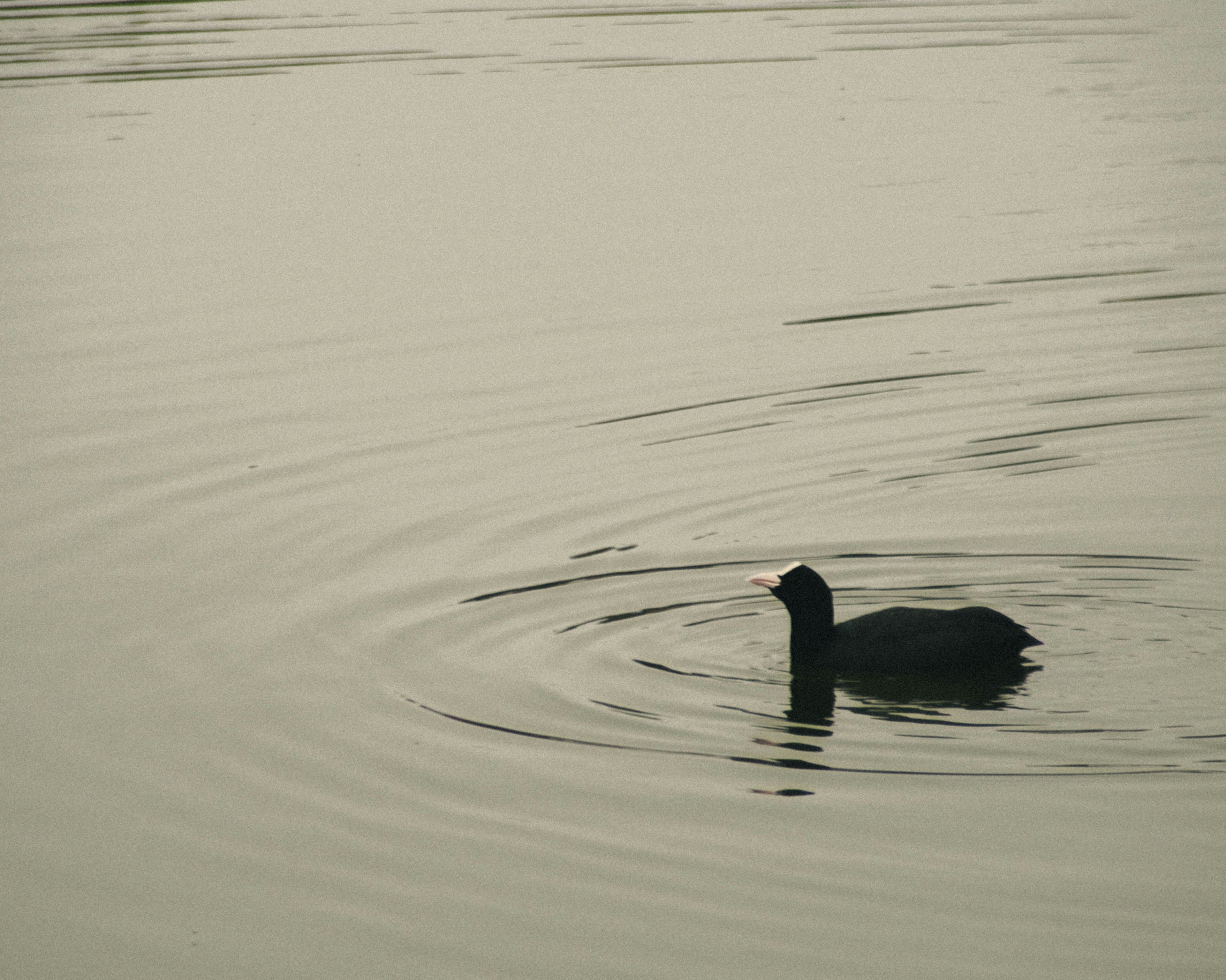 Silueta de un pato negro flotando en la superficie del agua