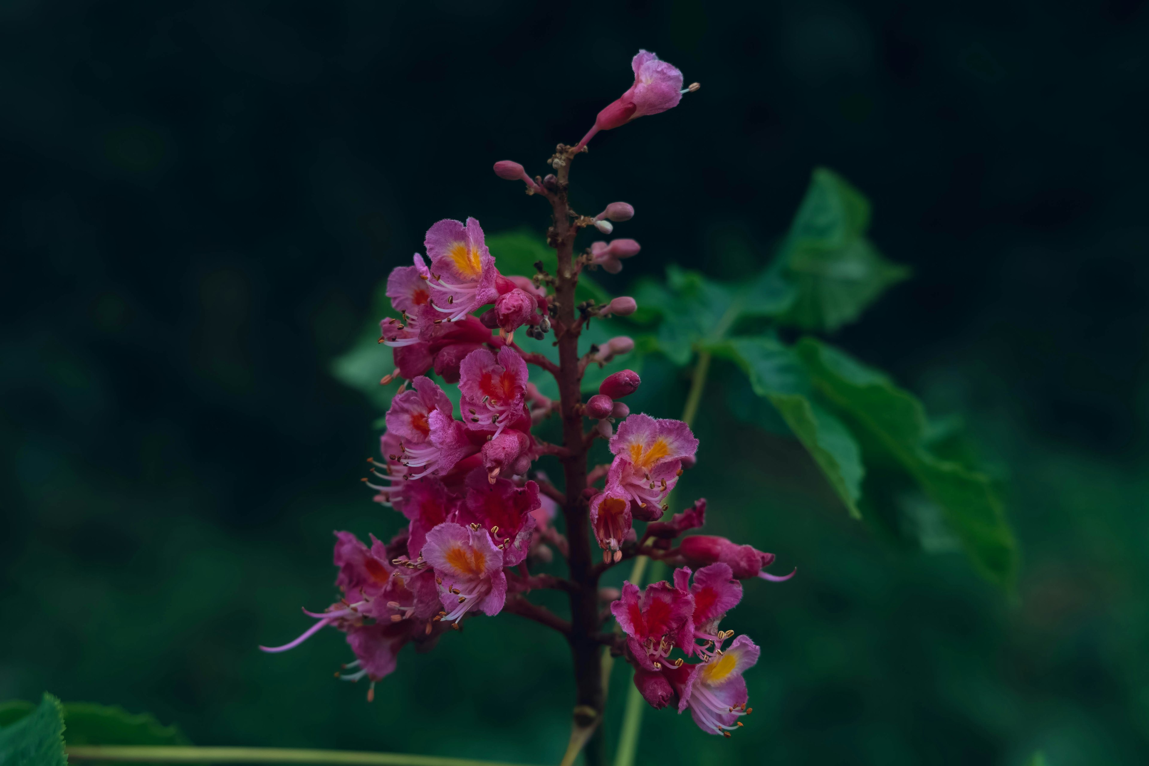 绿色背景上的鲜艳粉色花朵簇