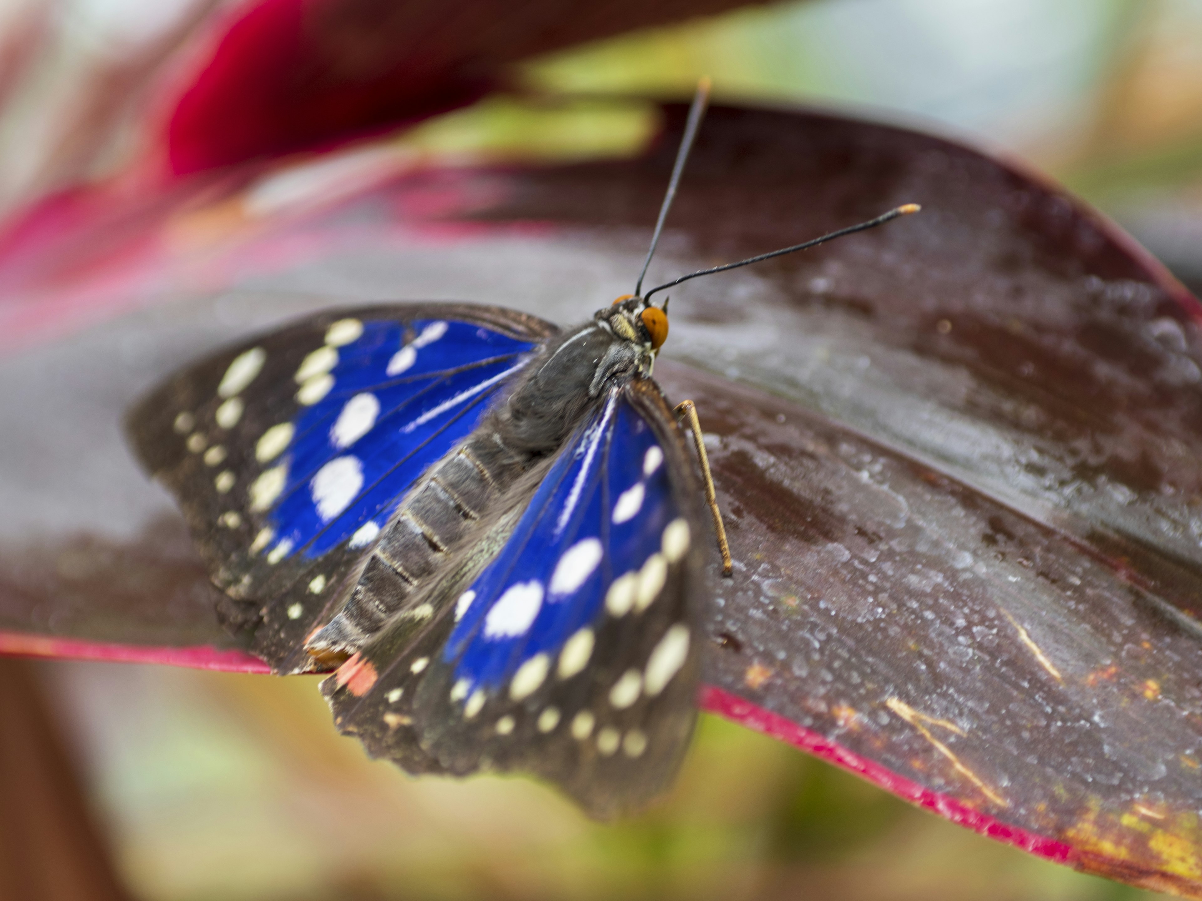 Schmetterling mit blauen und weißen Flecken, der auf einem Blatt sitzt