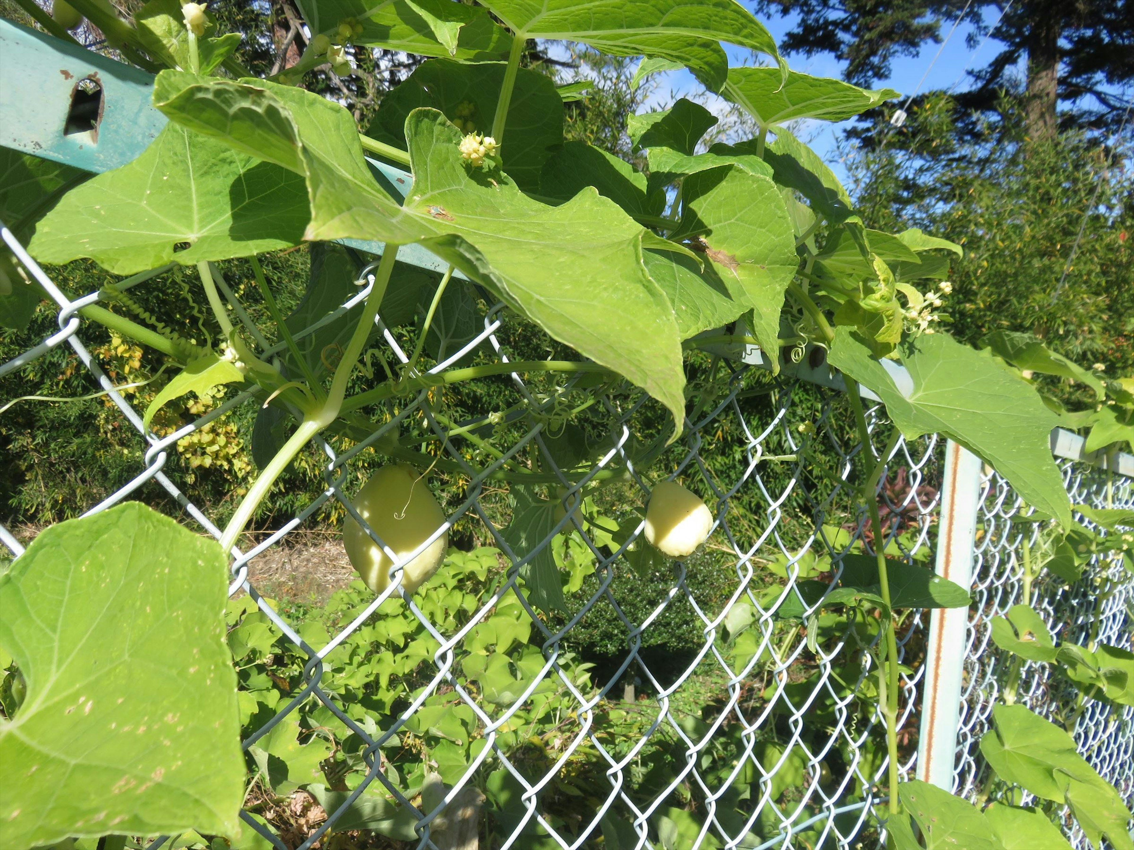 Hojas verdes trepando por una cerca de metal con pequeños frutos