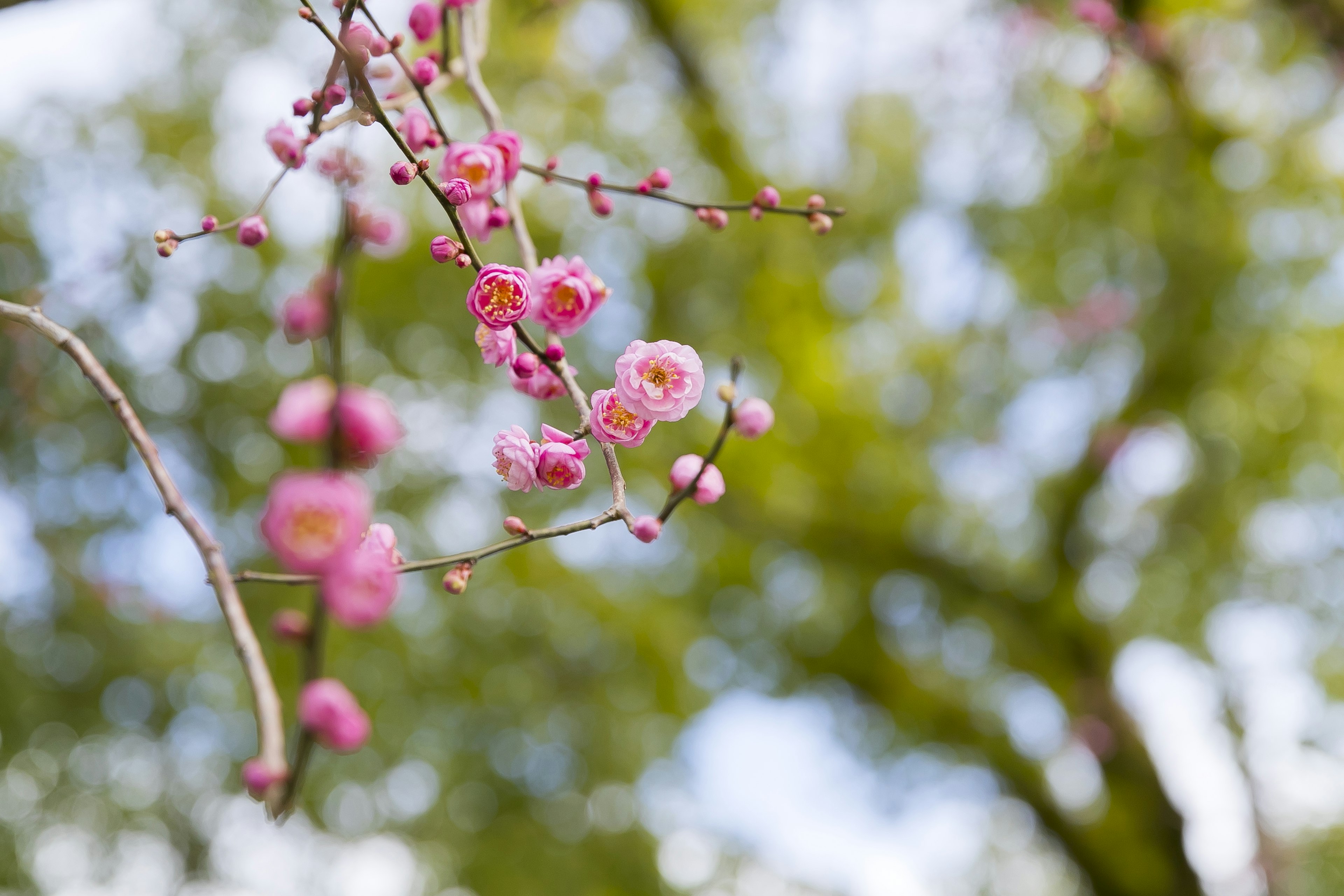 Zweig mit zarten rosa Blüten vor grünem Hintergrund