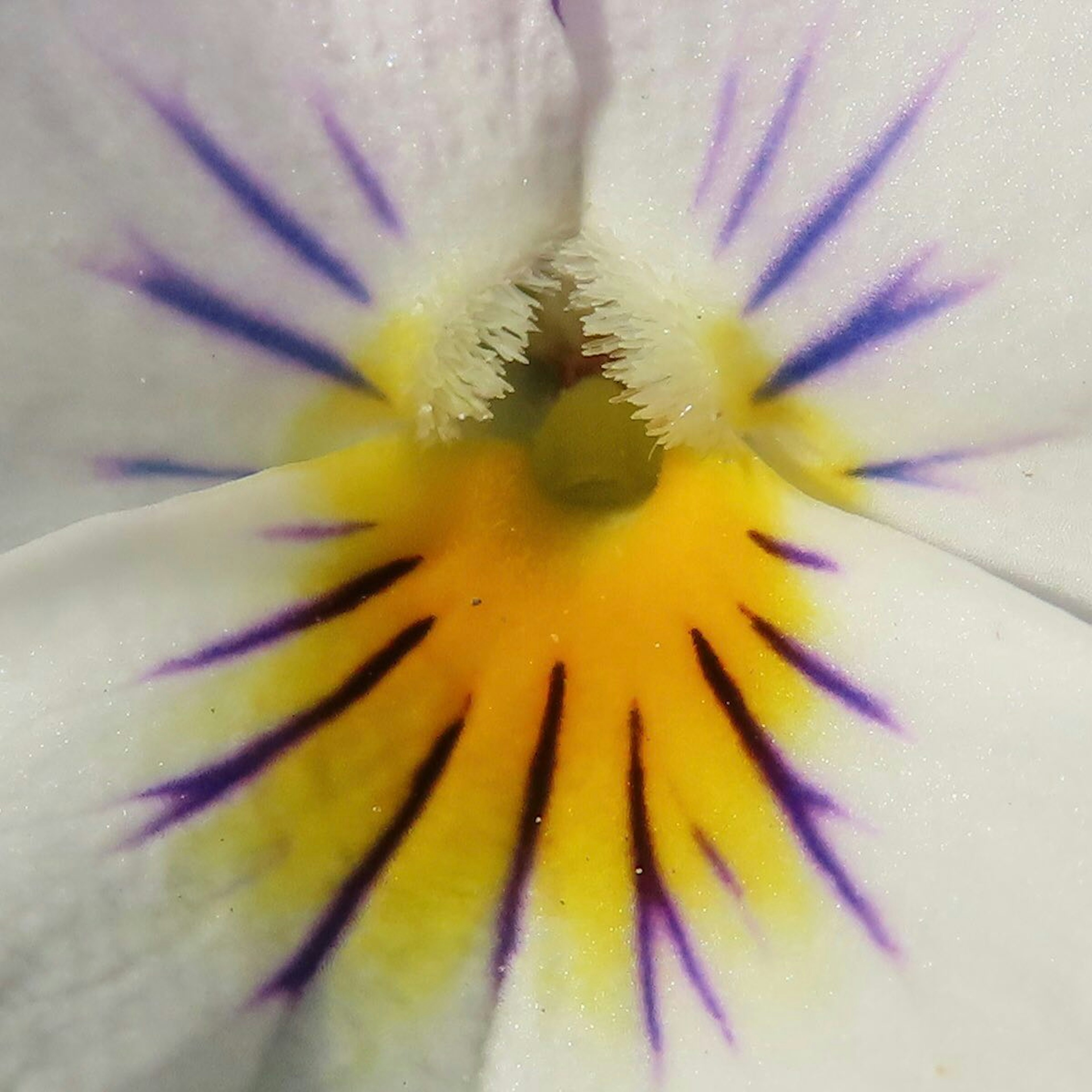 Acercamiento de una flor blanca con marcas amarillas y moradas