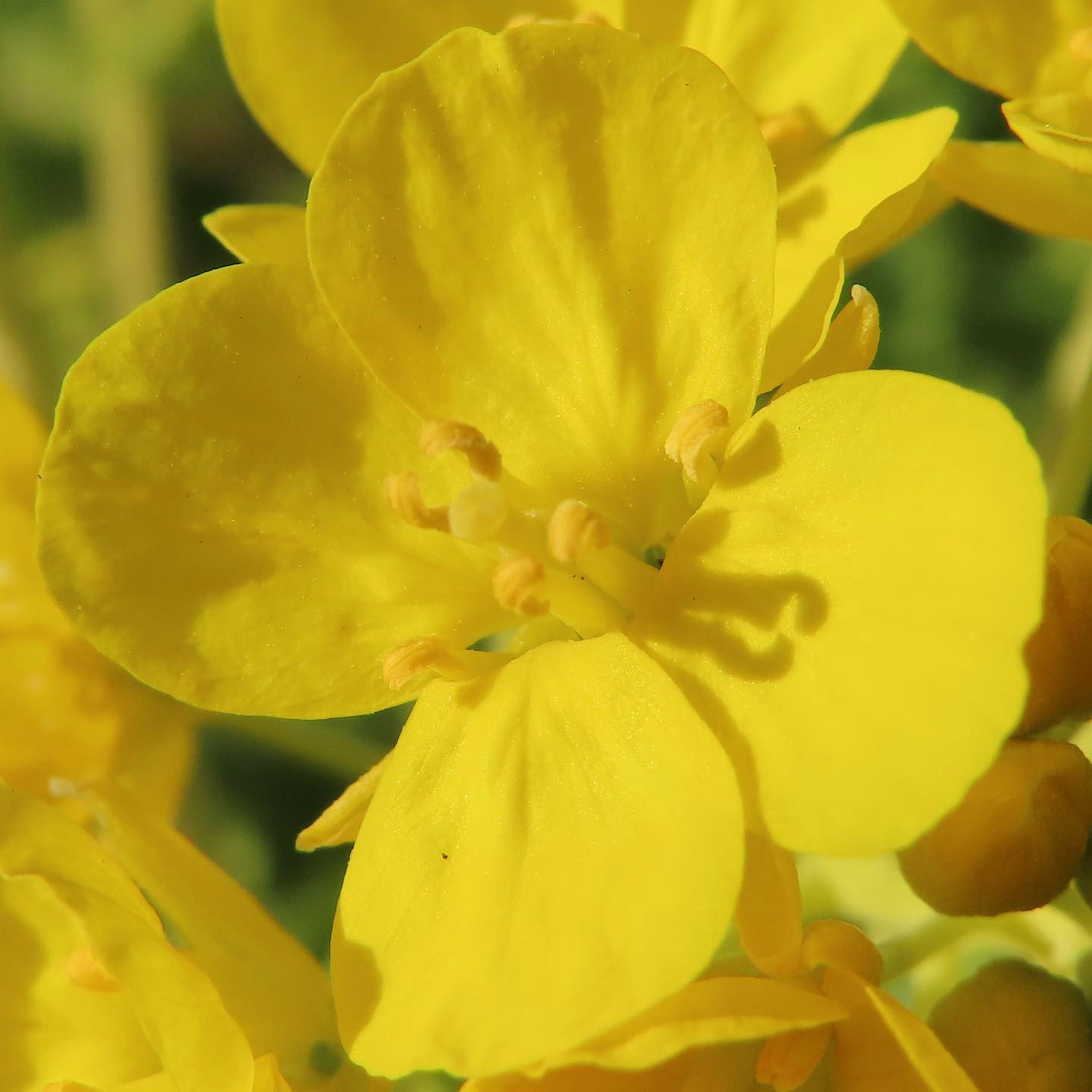 Acercamiento de una flor con pétalos amarillos vibrantes