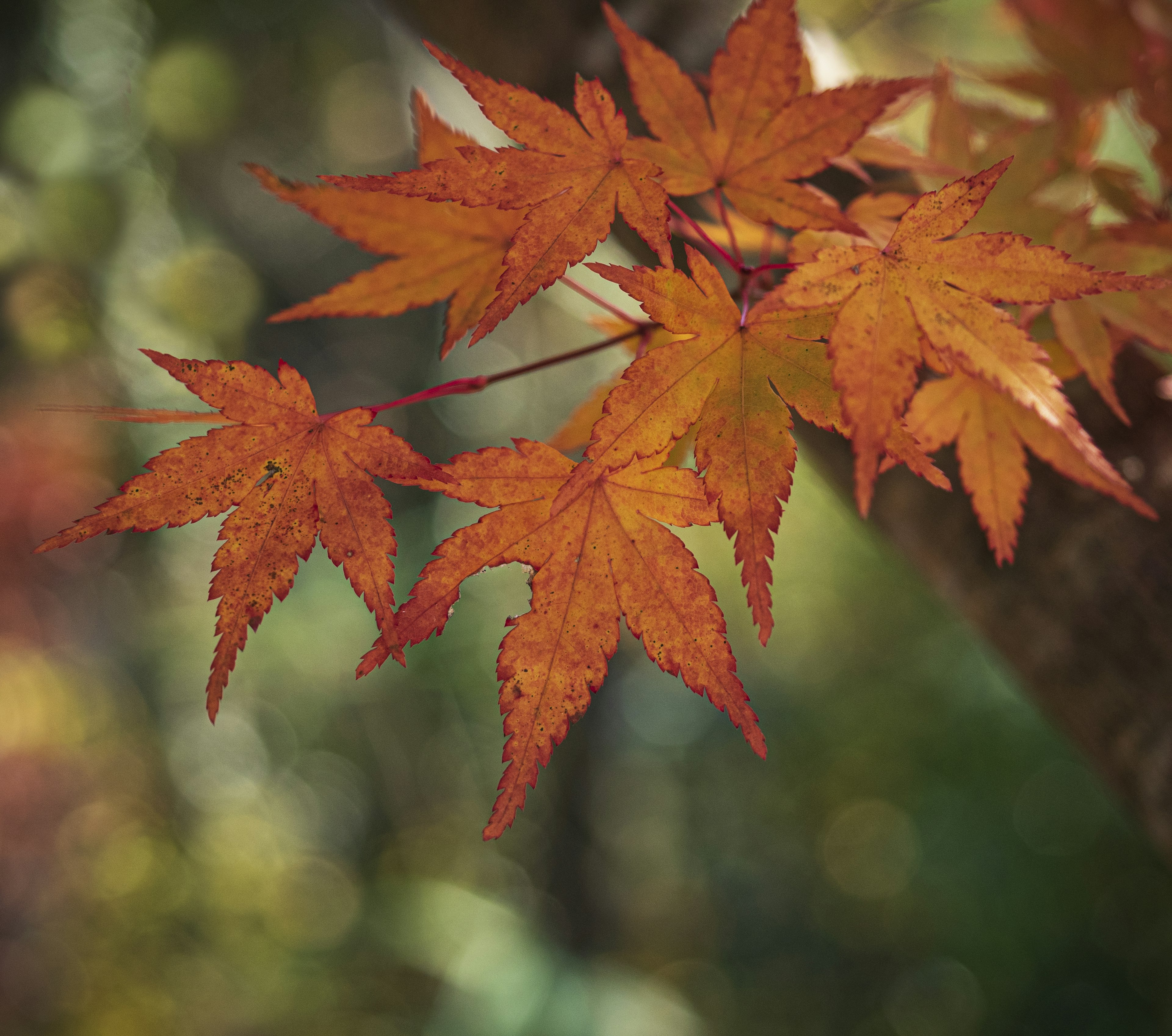 Vibrant orange maple leaves on a tree branch