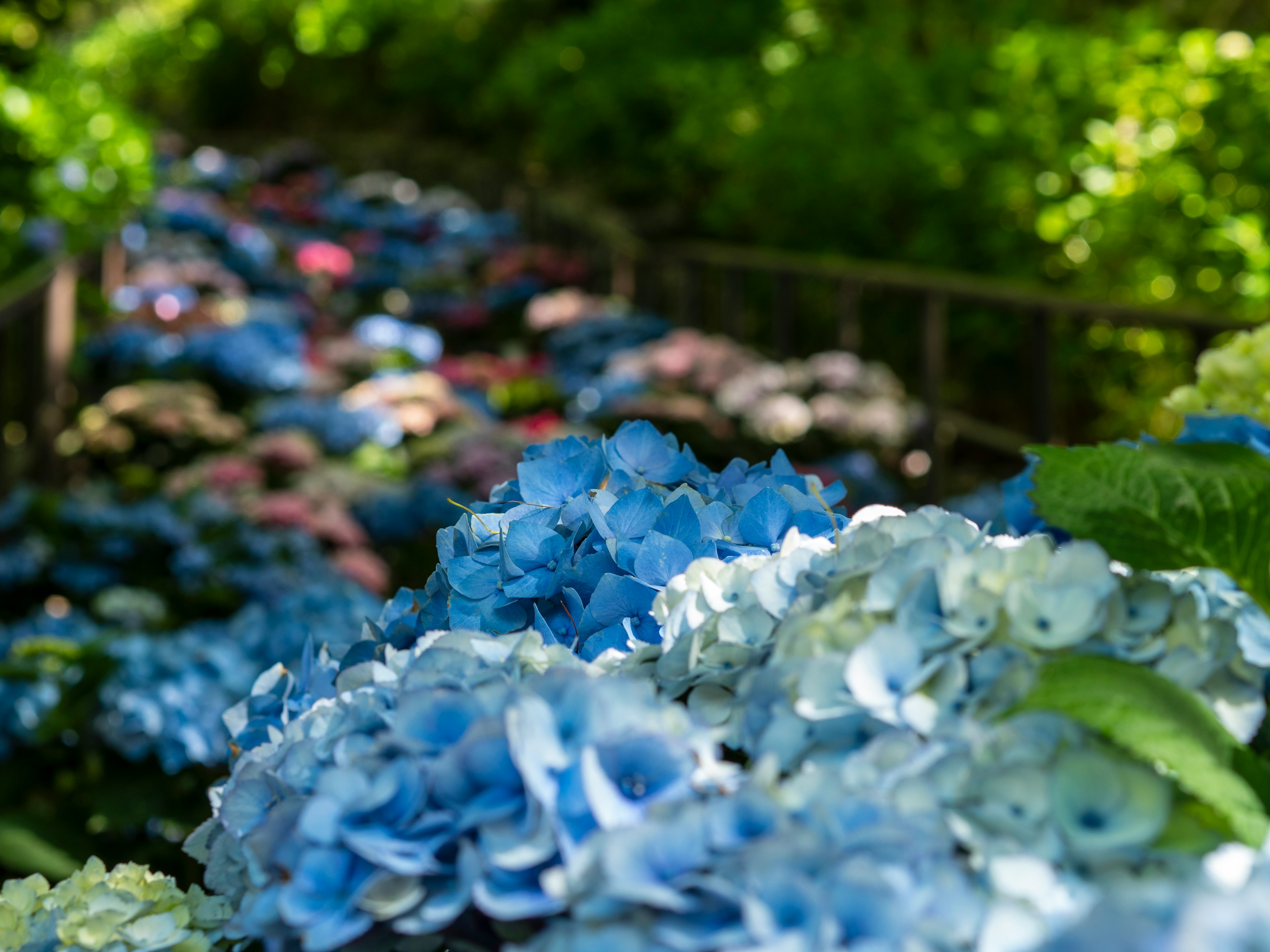 Blaue Hortensien blühen in einer üppigen grünen Umgebung