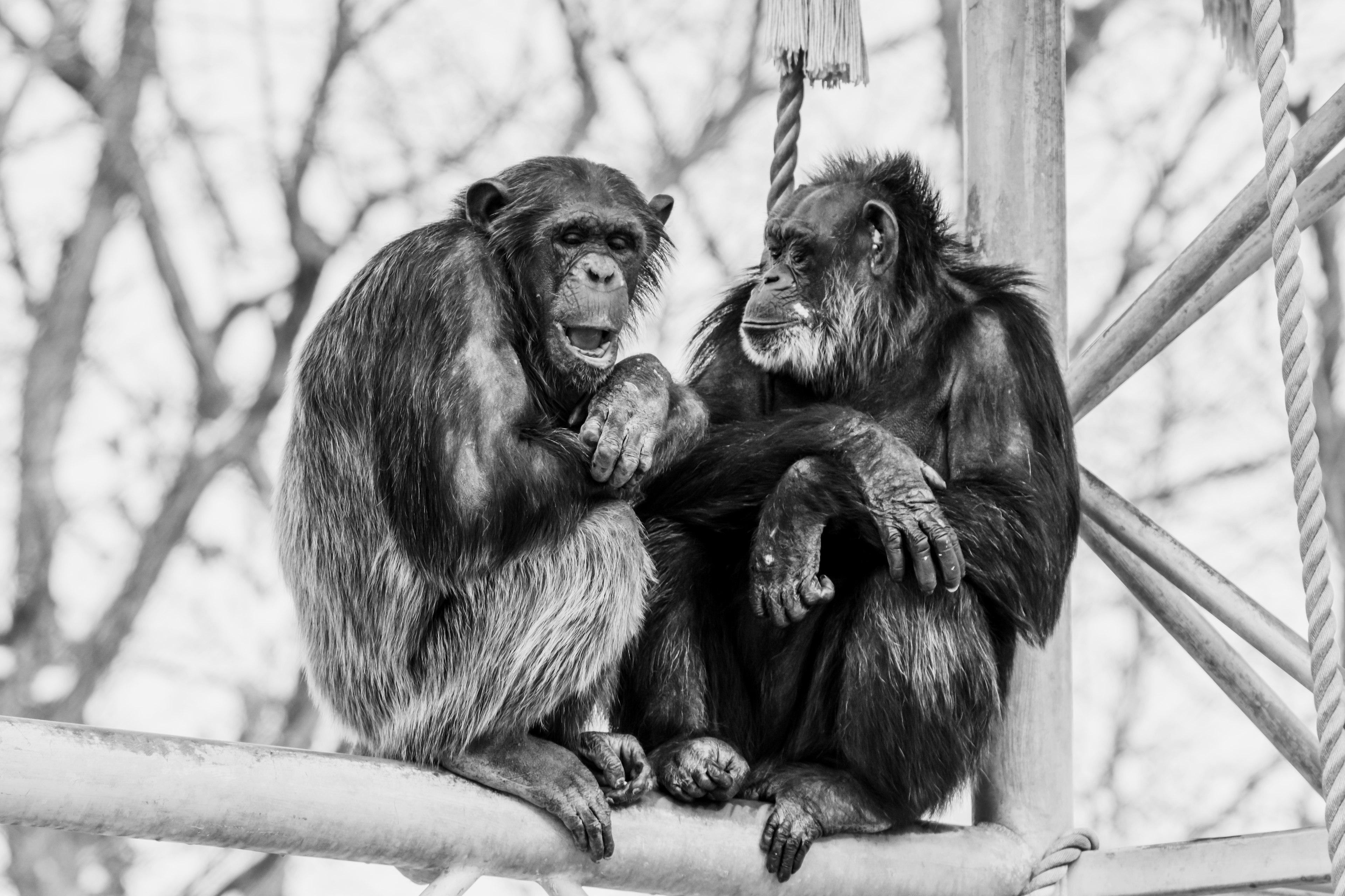 Deux chimpanzés assis côte à côte sur une branche dans une image monochrome