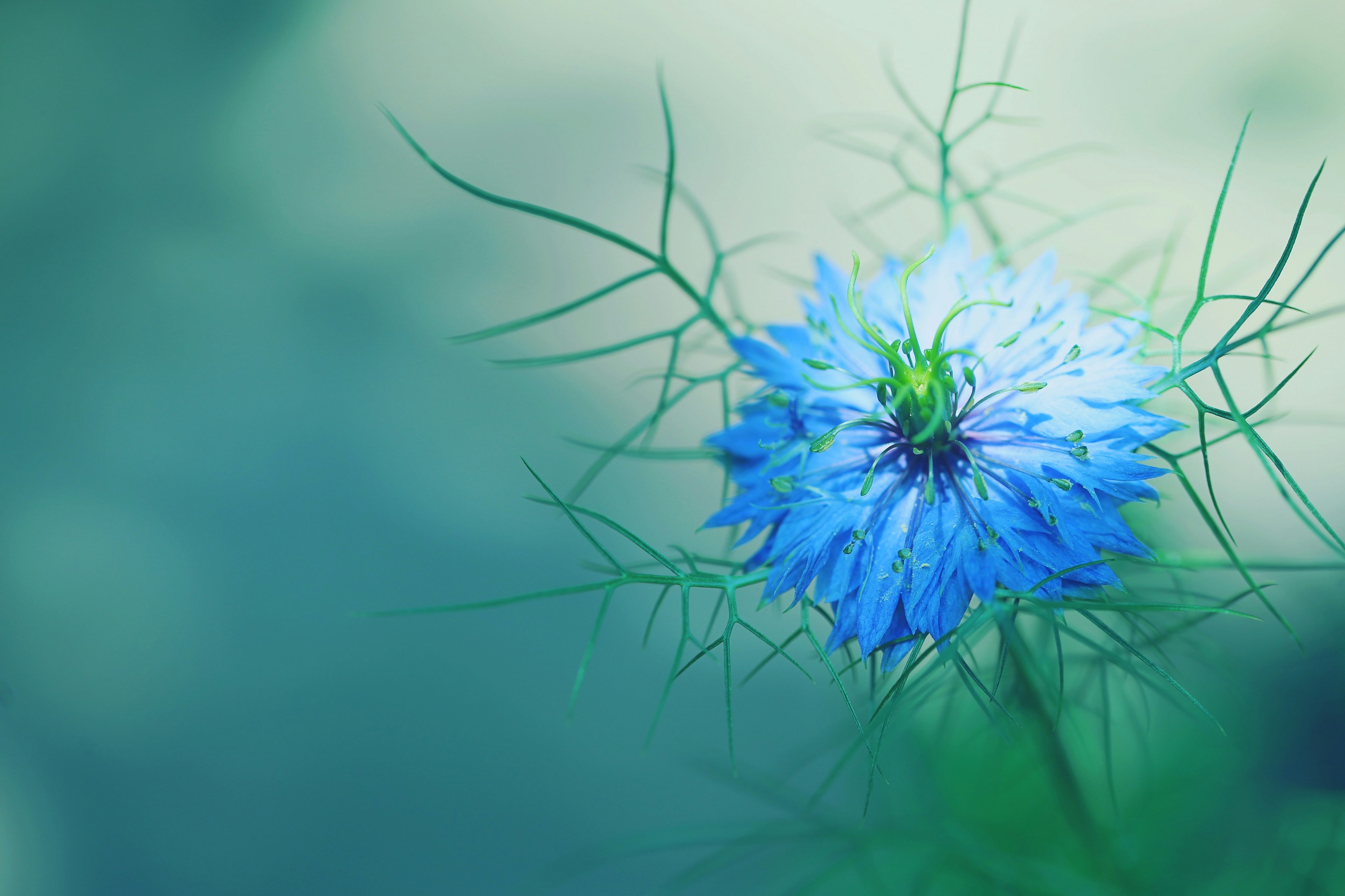 Gros plan d'une fleur bleue avec des feuilles épineuses délicates sur un fond flou