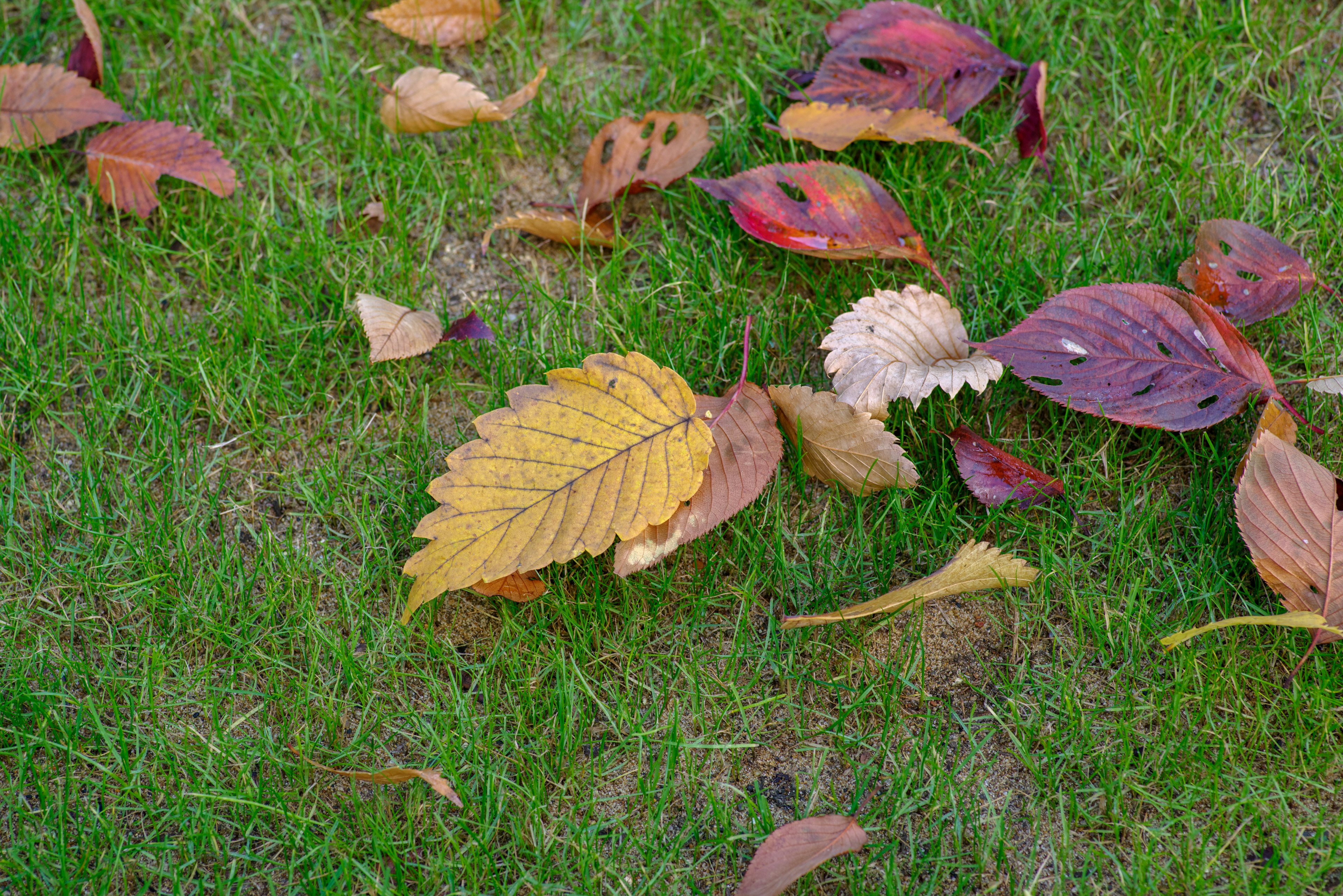 Feuilles d'automne éparpillées sur de l'herbe verte