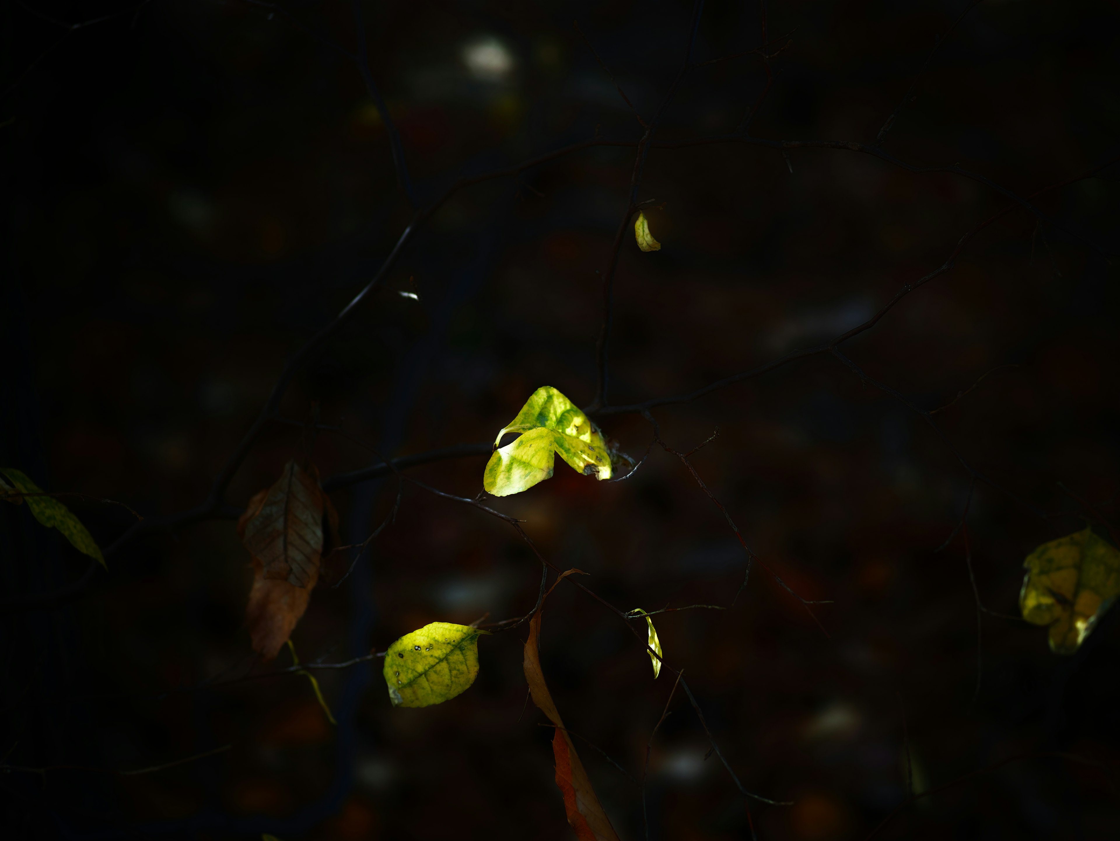 Green leaves floating on a dark background