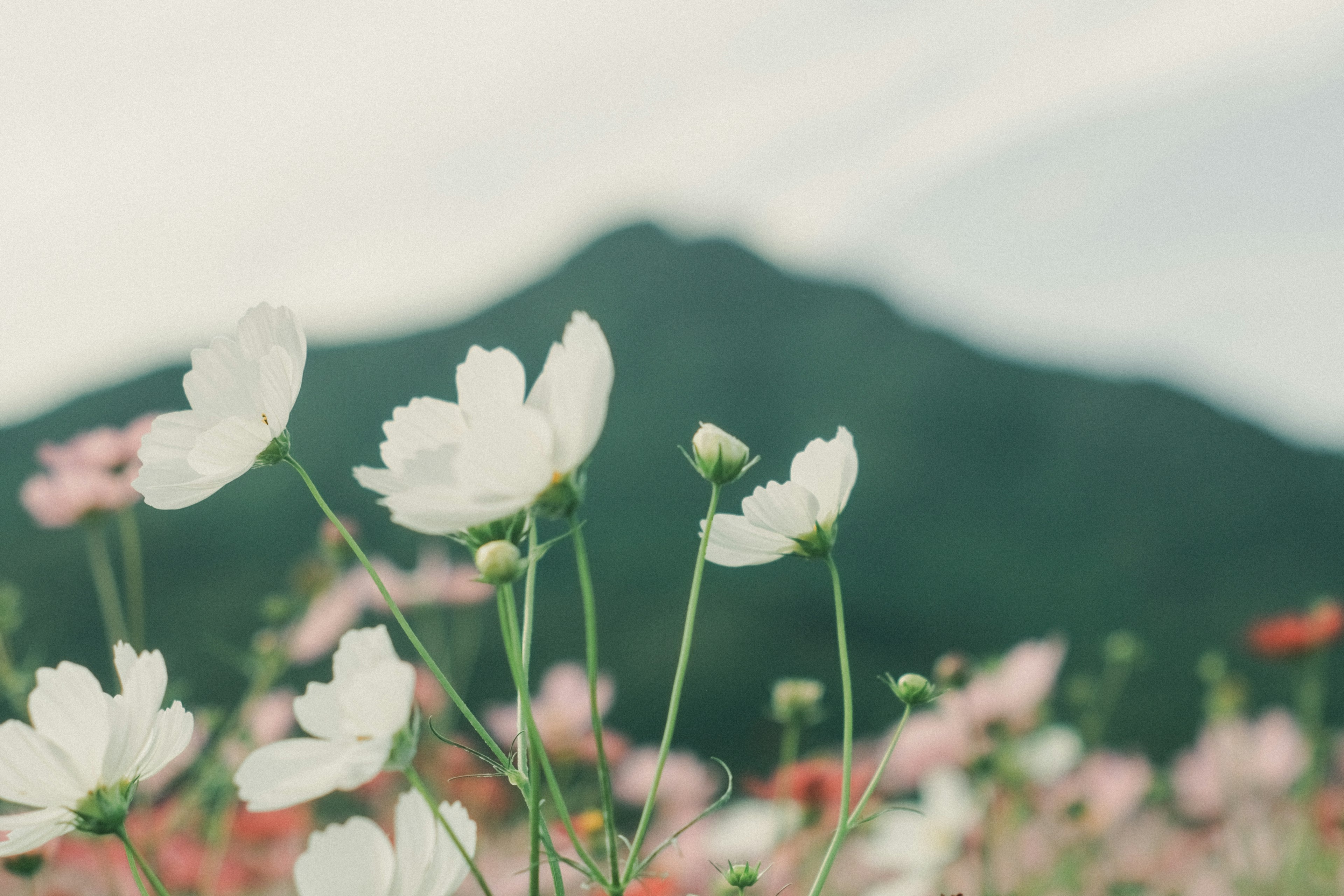 Champs de fleurs blanches et roses avec une montagne en arrière-plan