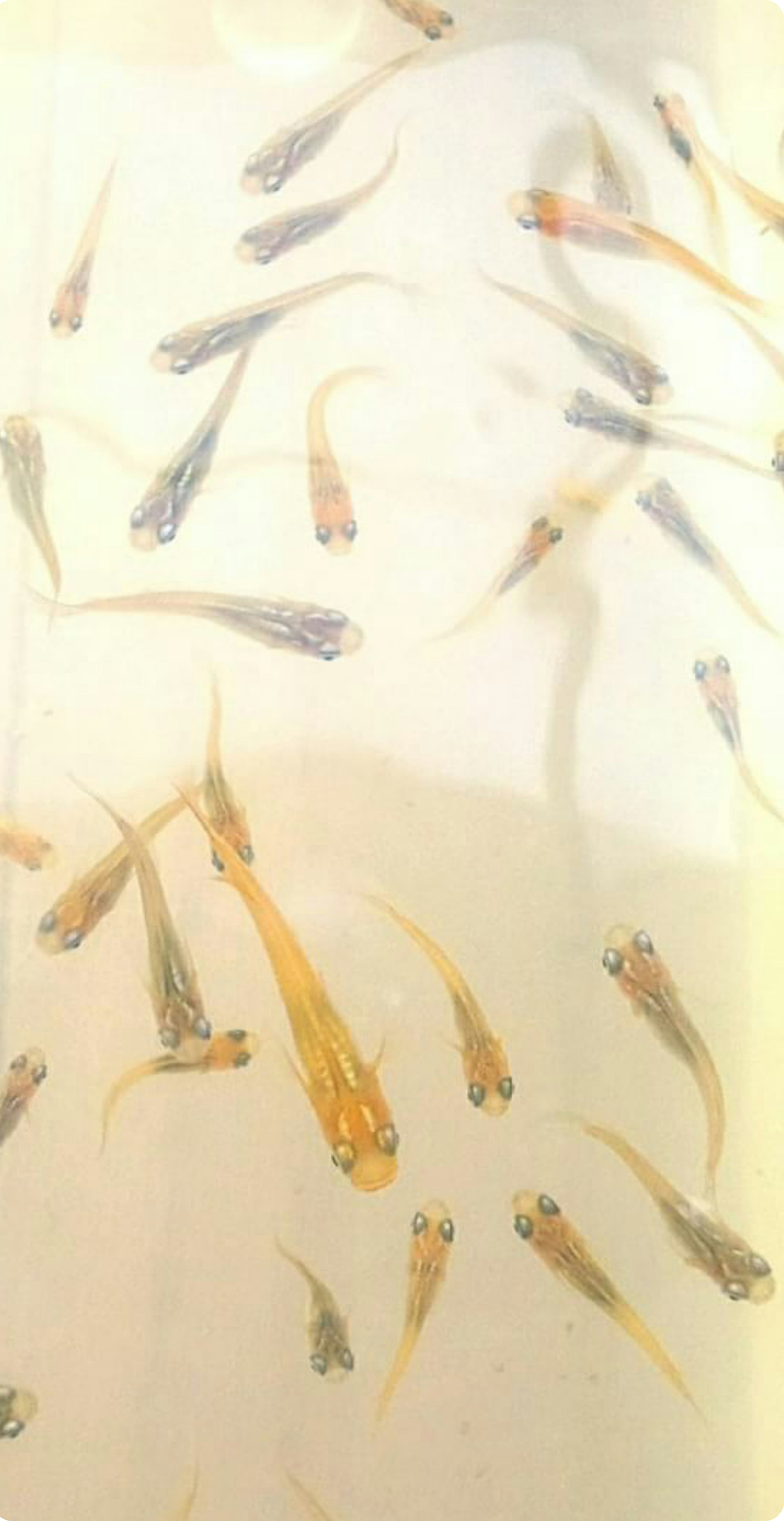 Image of a school of small fish swimming in water