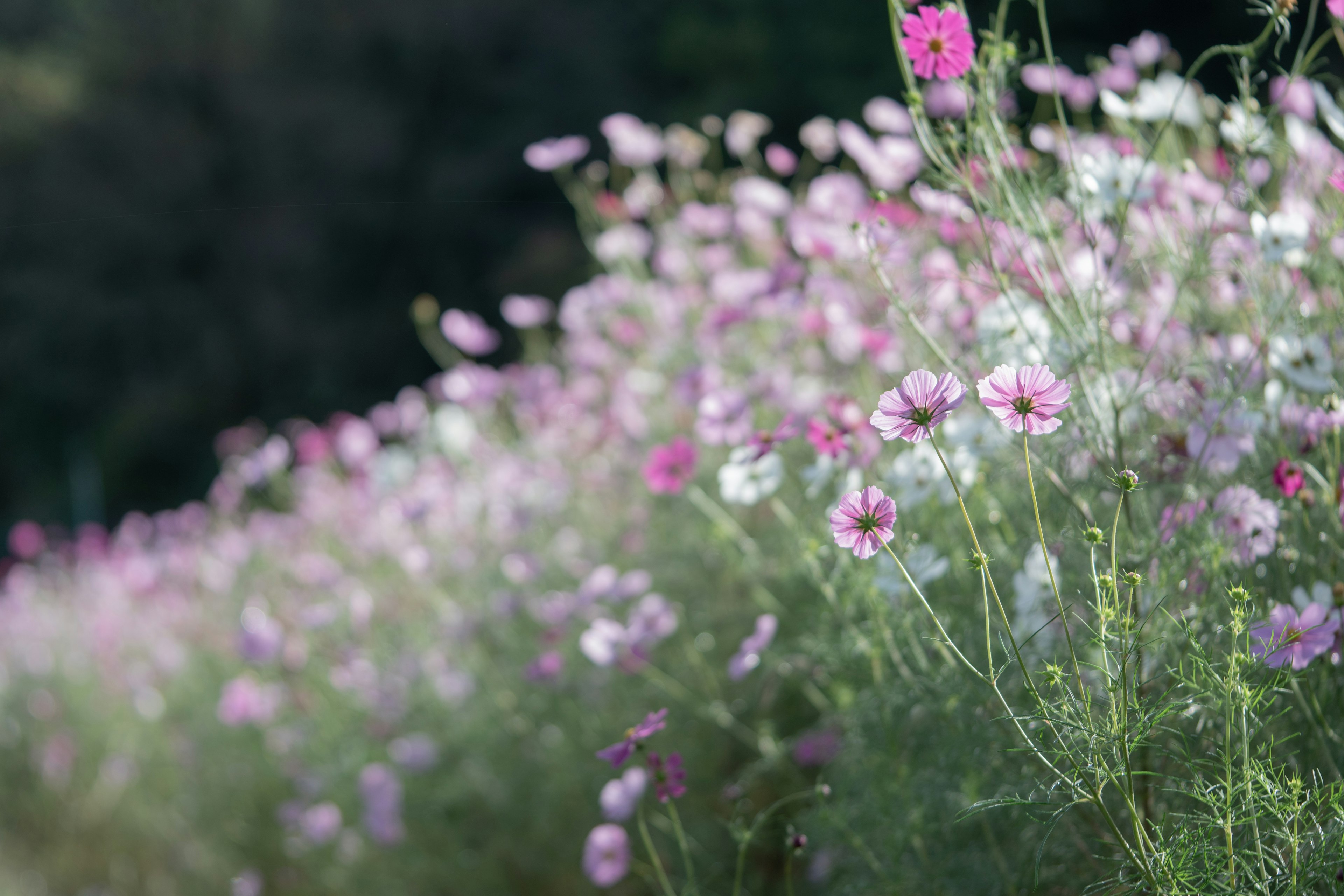 A field of blooming cosmos flowers in pink and white hues