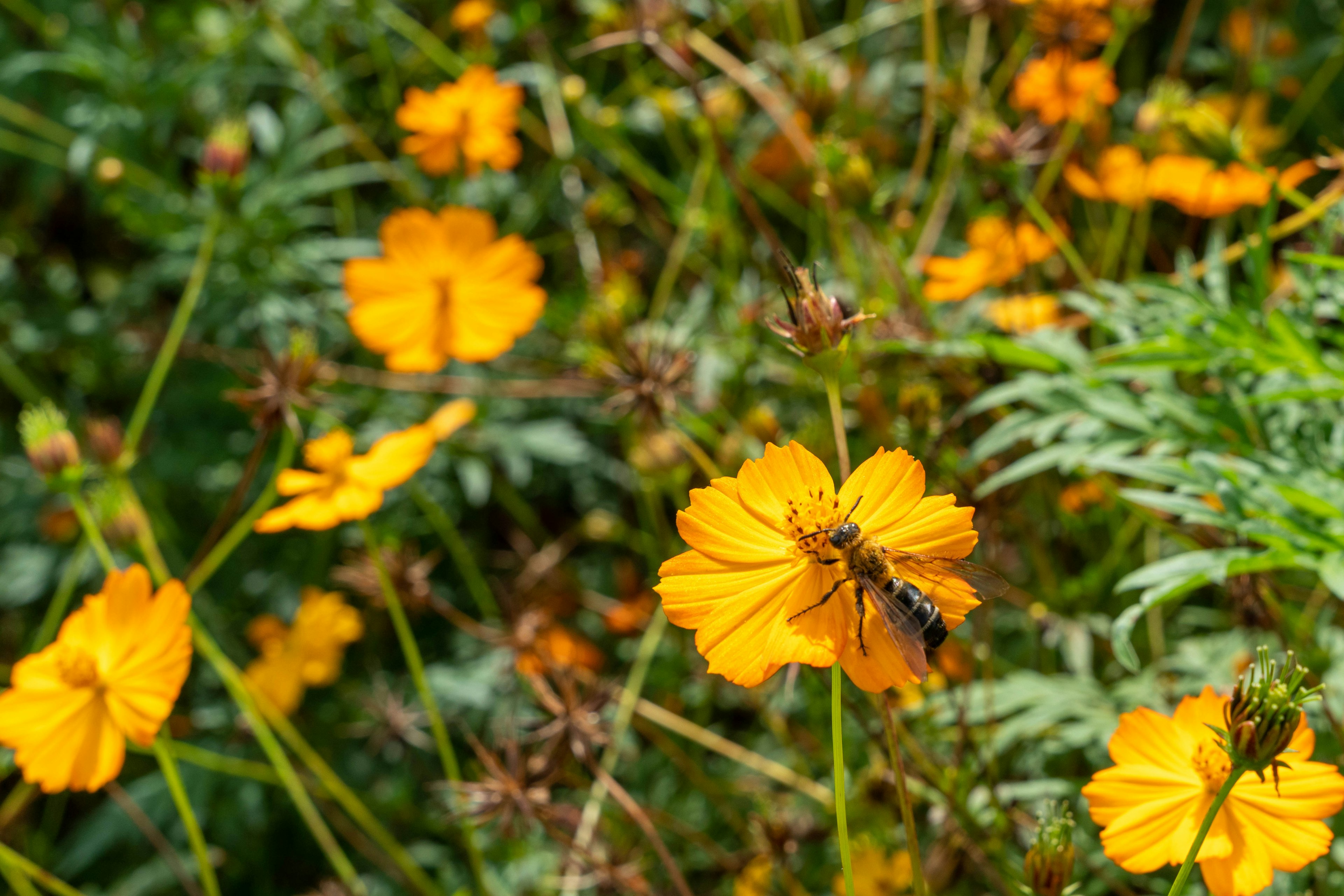 Sebuah pemandangan cerah bunga oranye dengan lebah mempollinasi