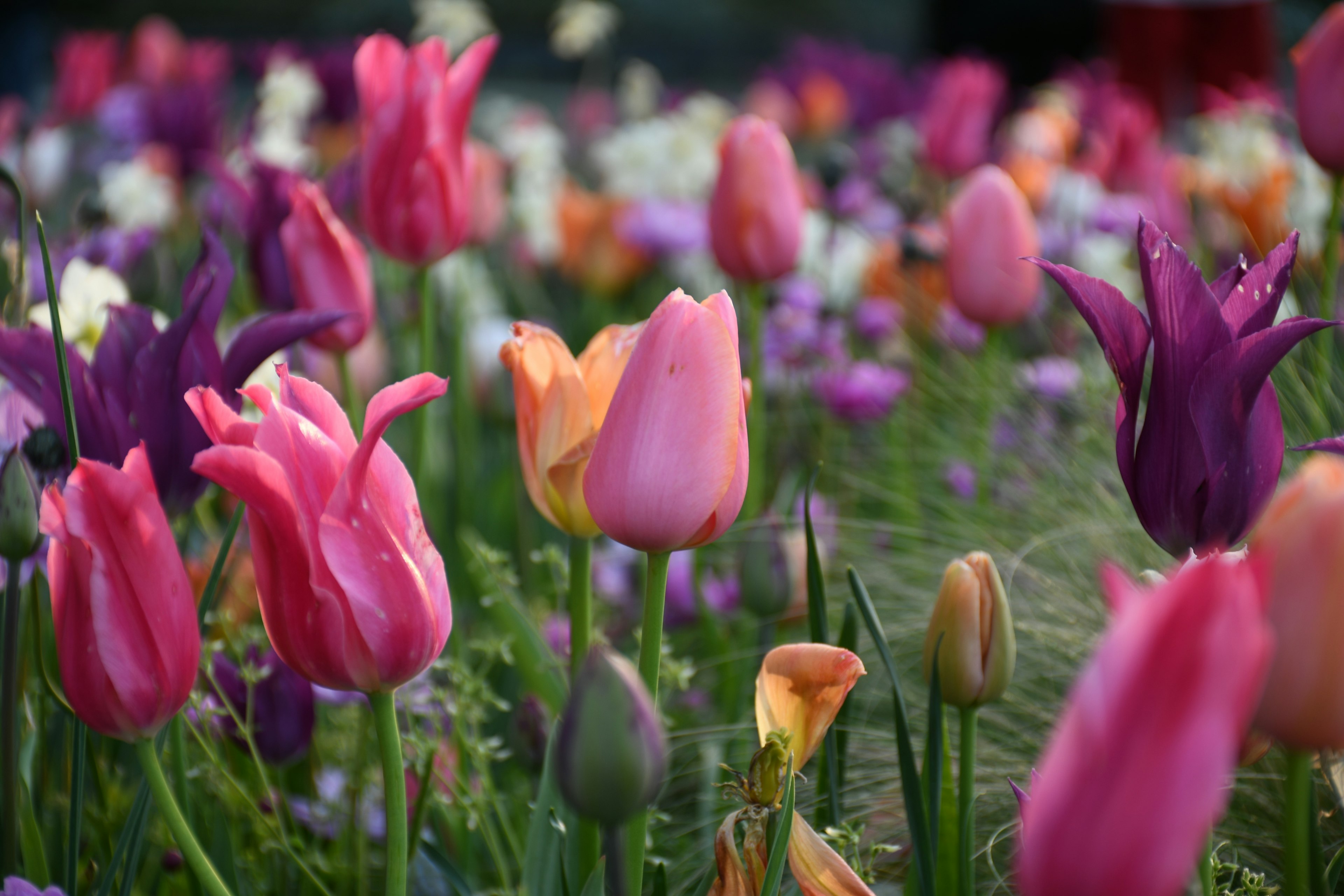 Gros plan sur un jardin de tulipes colorées