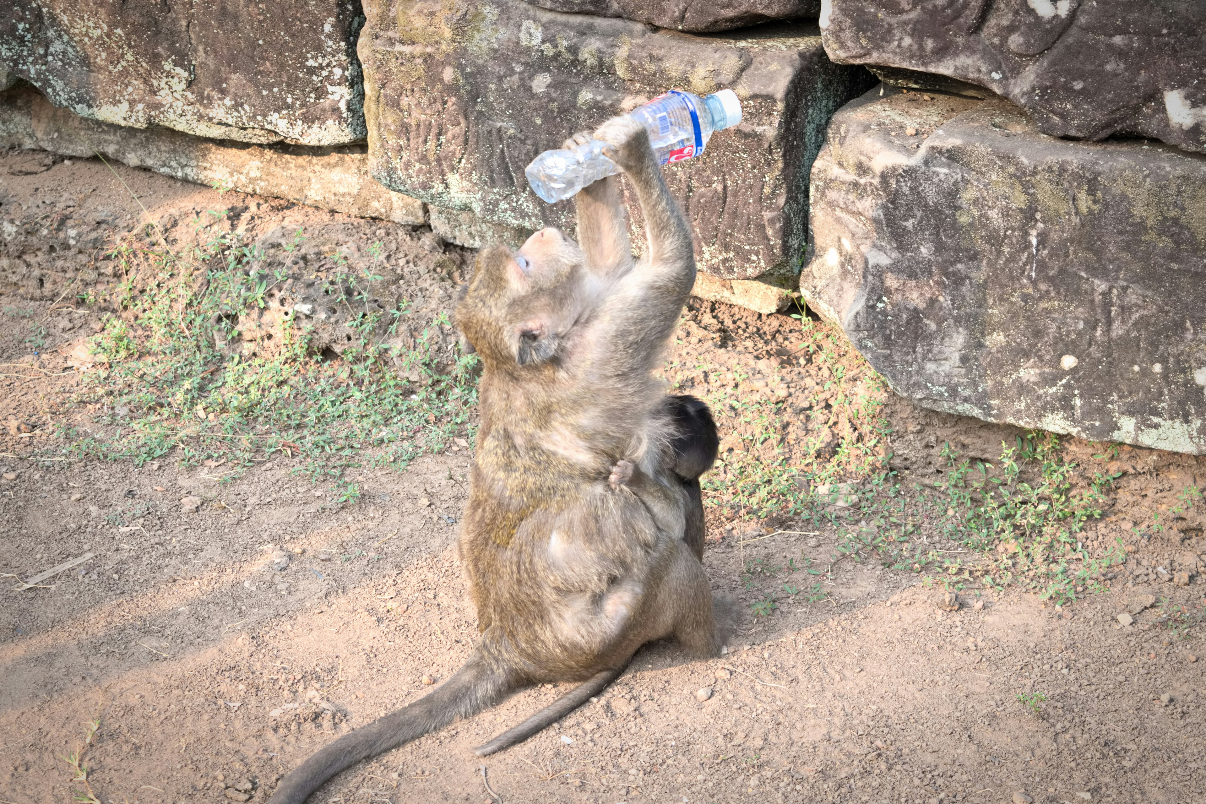 Mono sosteniendo una botella de agua con un bebé mono