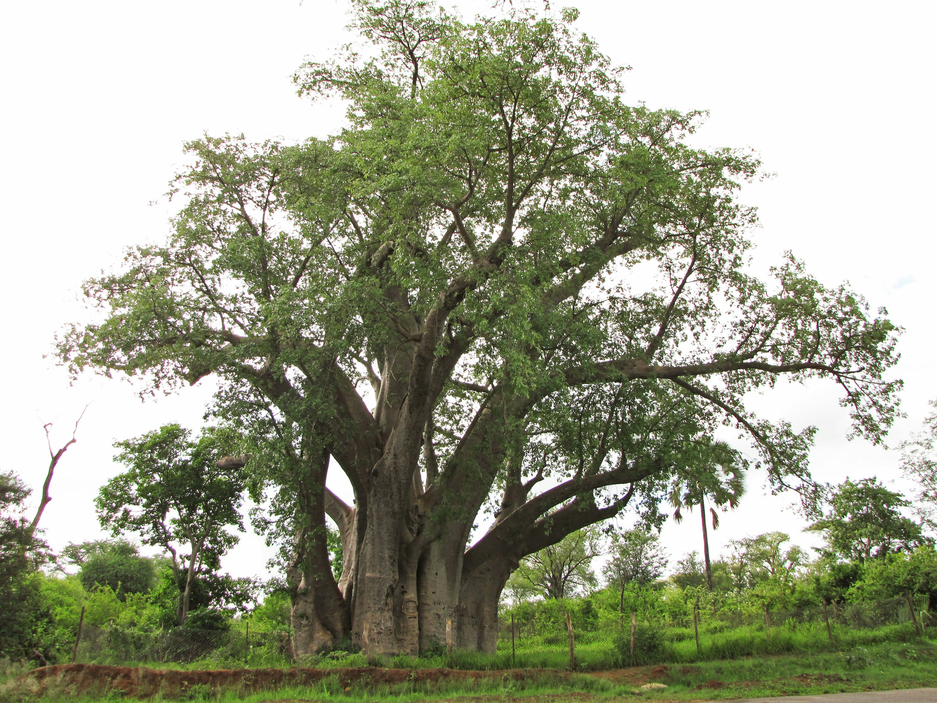 Grand arbre avec un large feuillage dans un environnement verdoyant