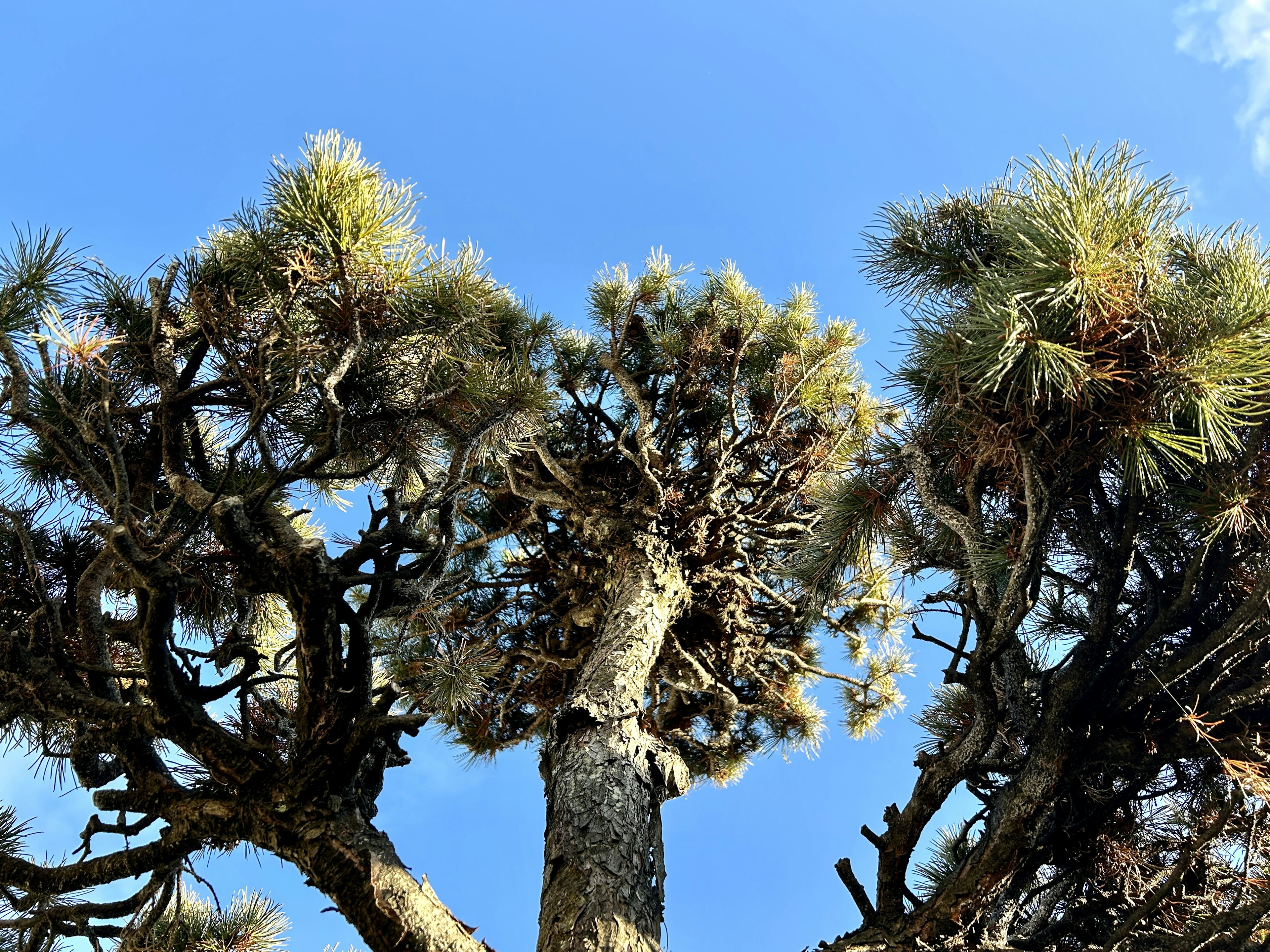 Vista delle cime degli alberi contro un cielo azzurro